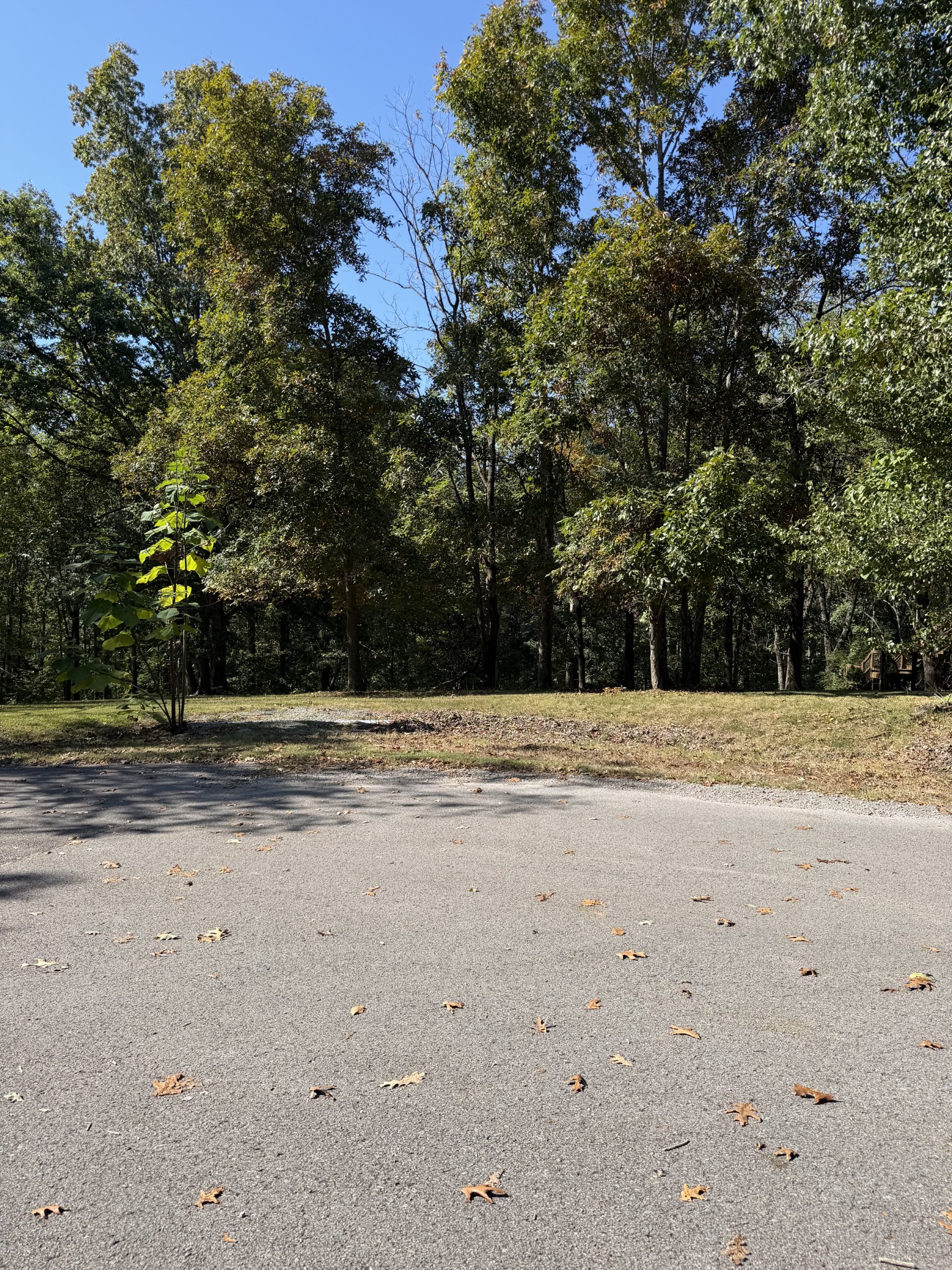 Wooded residential lot with a grassy clearing and mature trees beside a paved road.