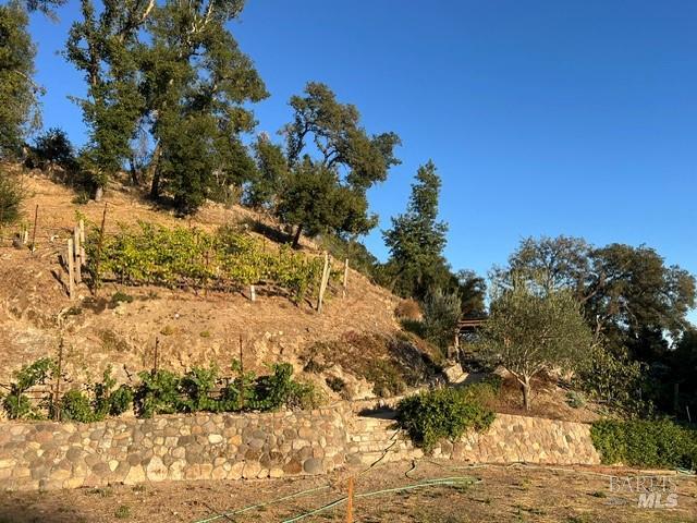 Sloping vineyard with rows of vines, mature oak trees, and a stone retaining wall.