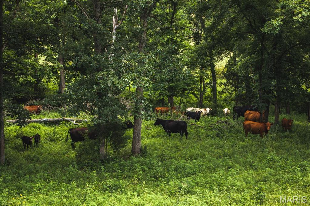 25260 County Road 406