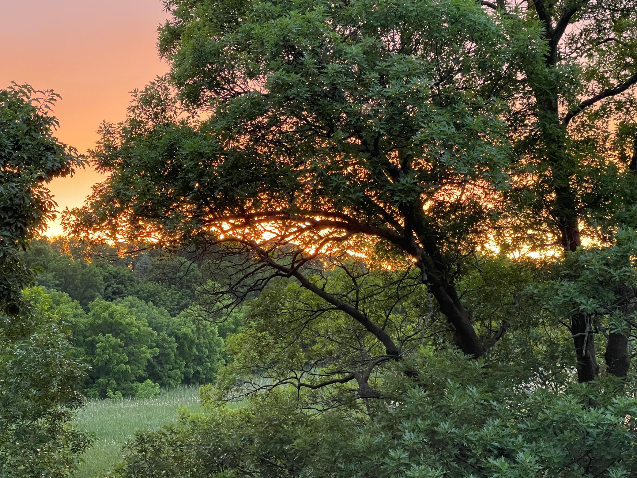 1164 Savanna Trail