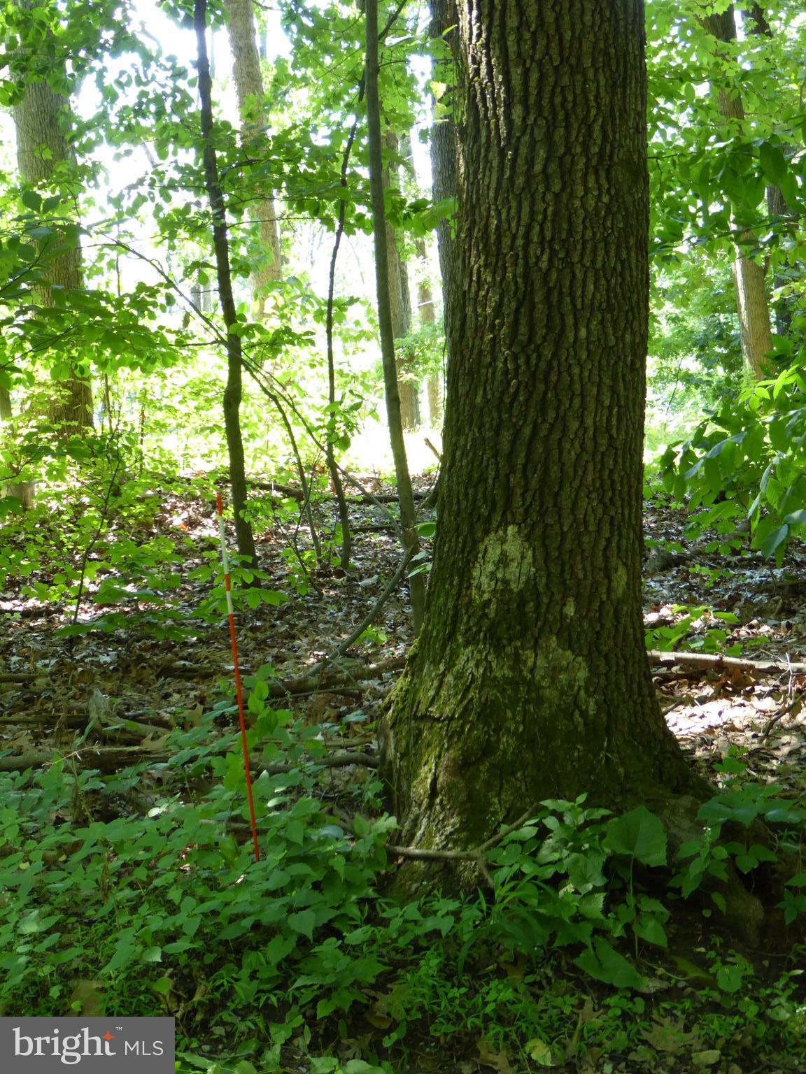 Lots #14 and #15 TRAIL LANE