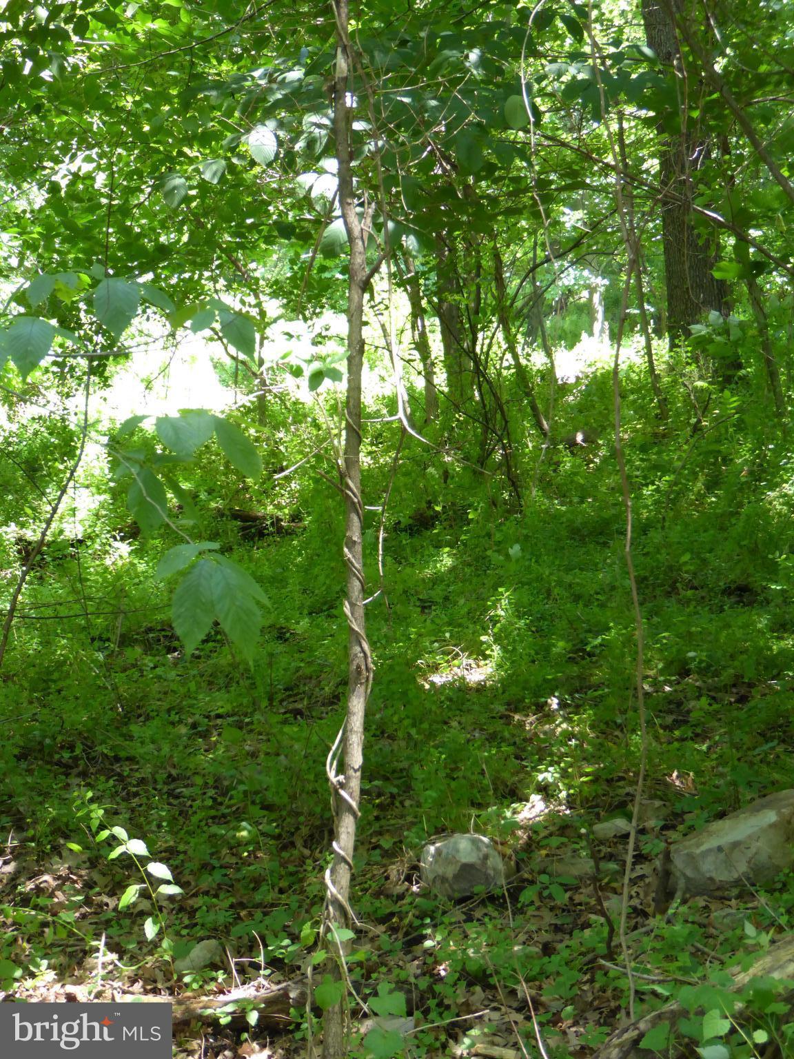 Lots #14 and #15 TRAIL LANE