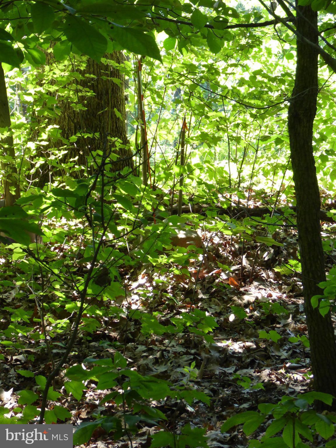 Lots #14 and #15 TRAIL LANE