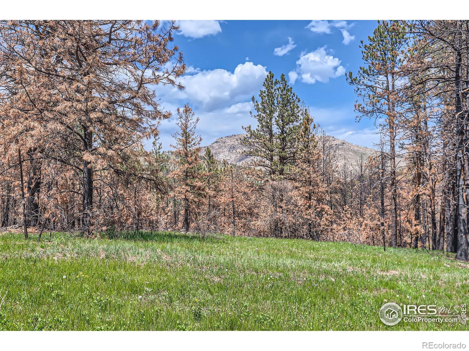 1448 Spruce Mountain Drive