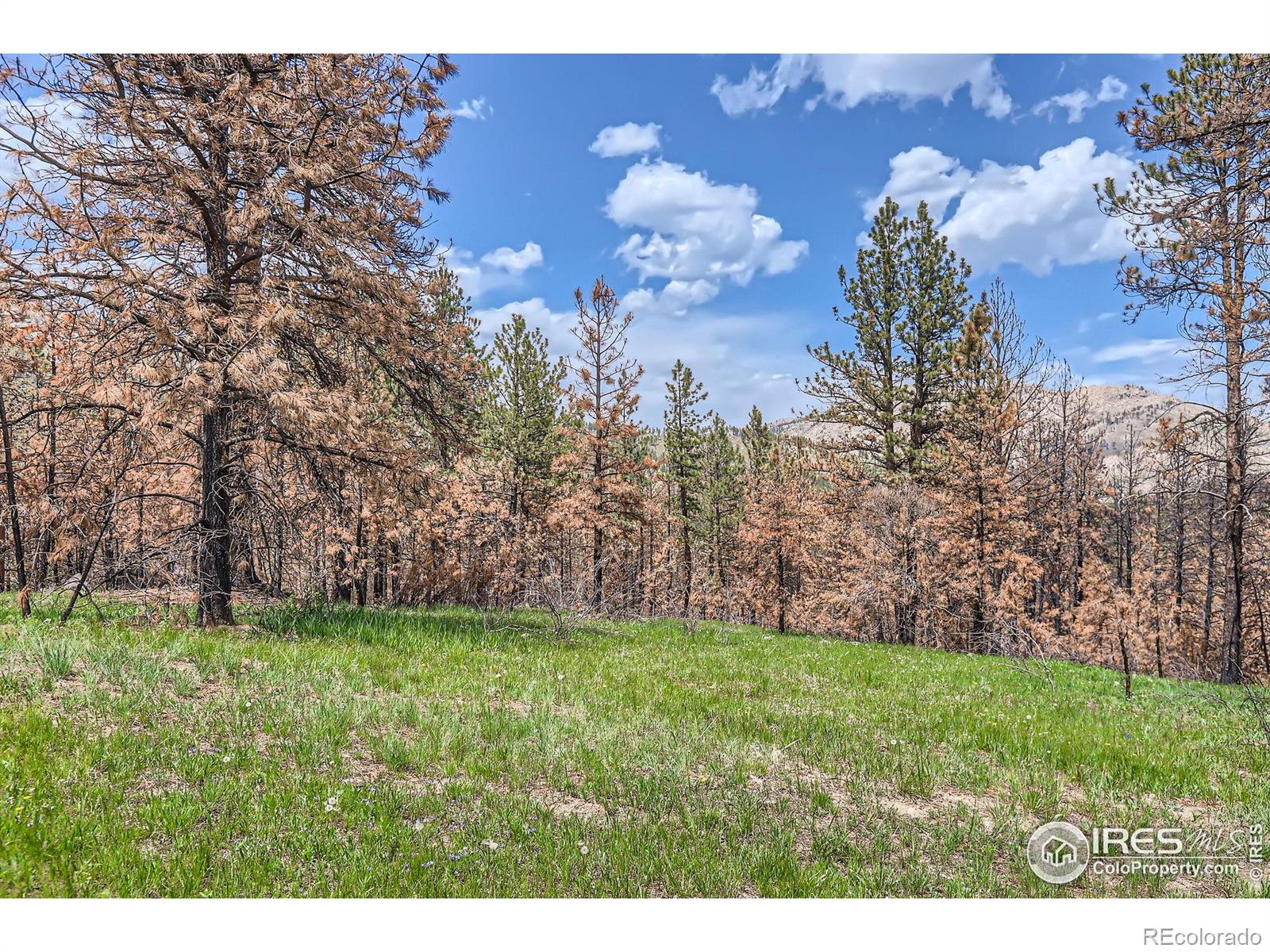 1448 Spruce Mountain Drive