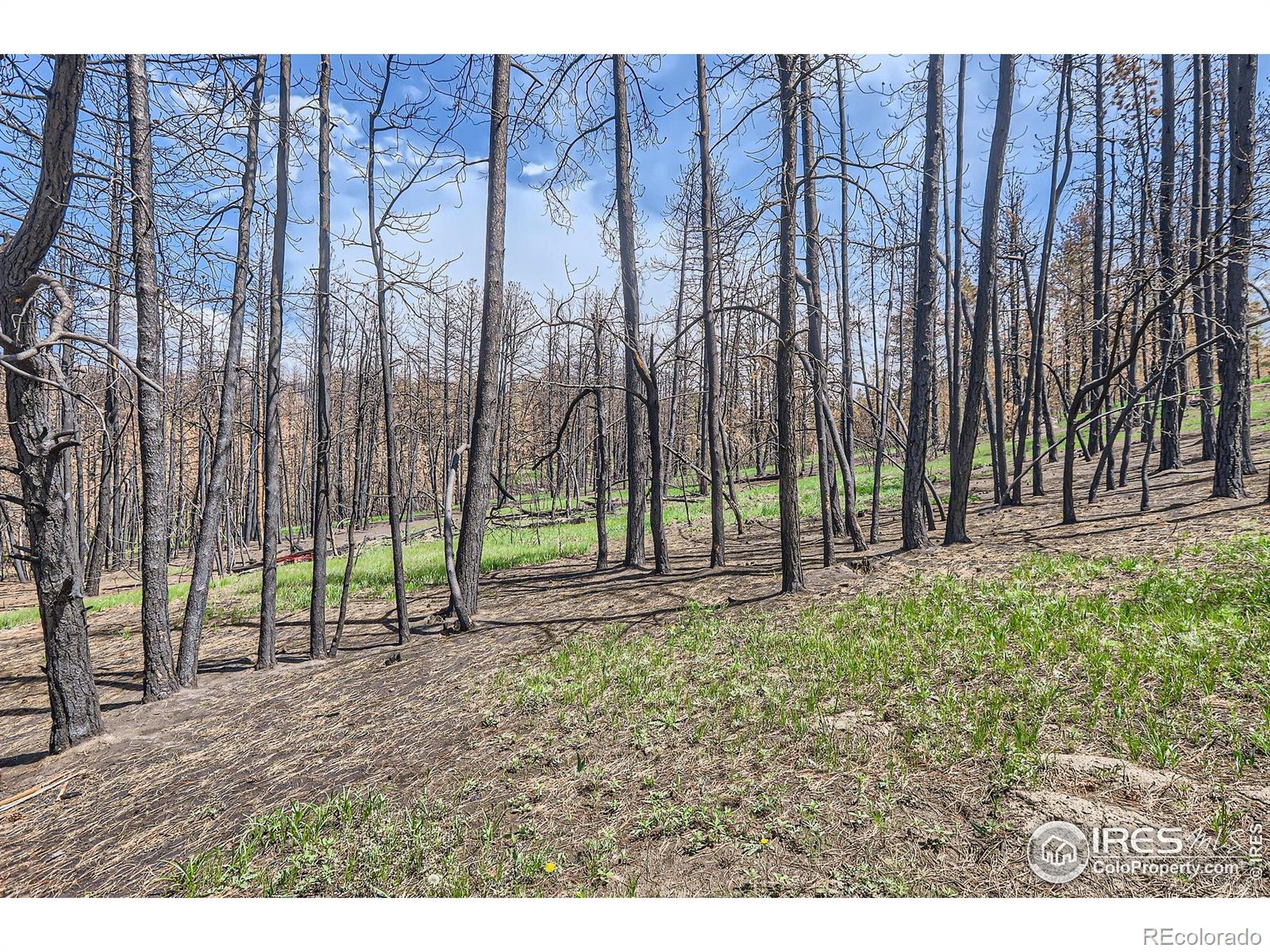 1448 Spruce Mountain Drive