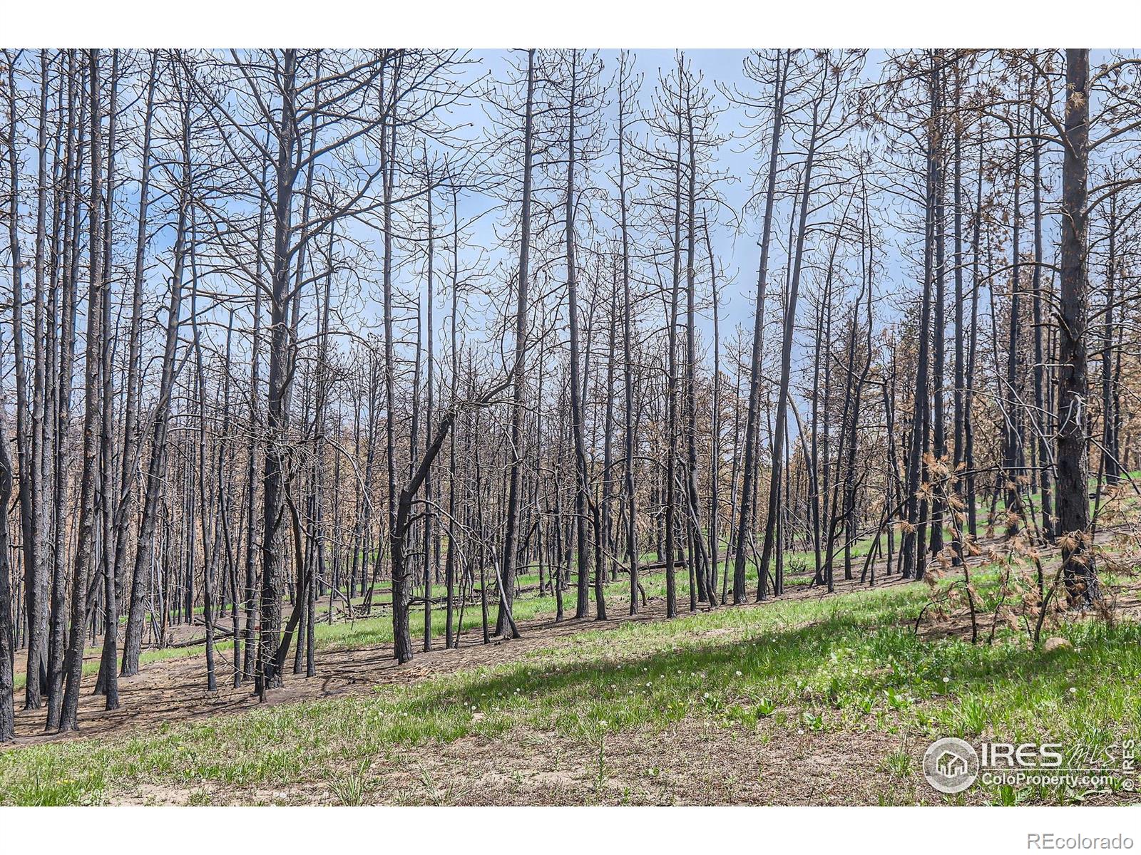 1448 Spruce Mountain Drive