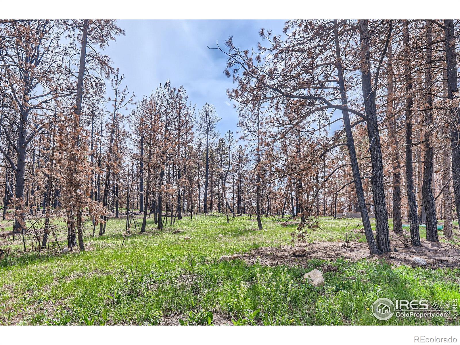 1448 Spruce Mountain Drive