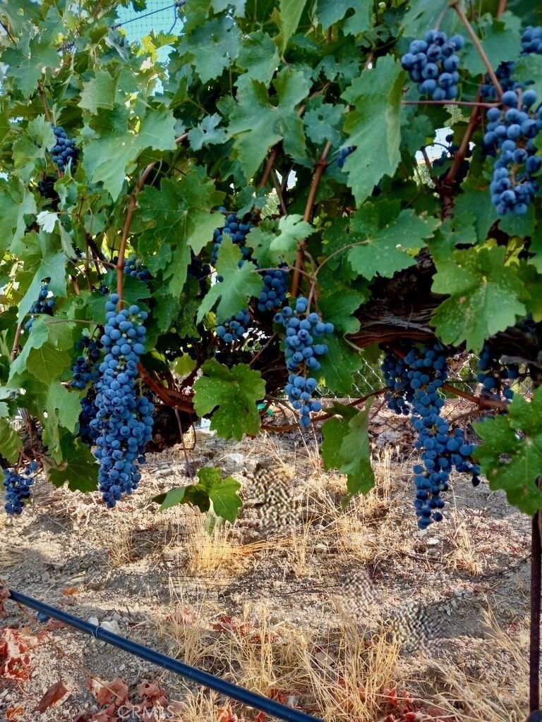 5558 Hoback Glen Road