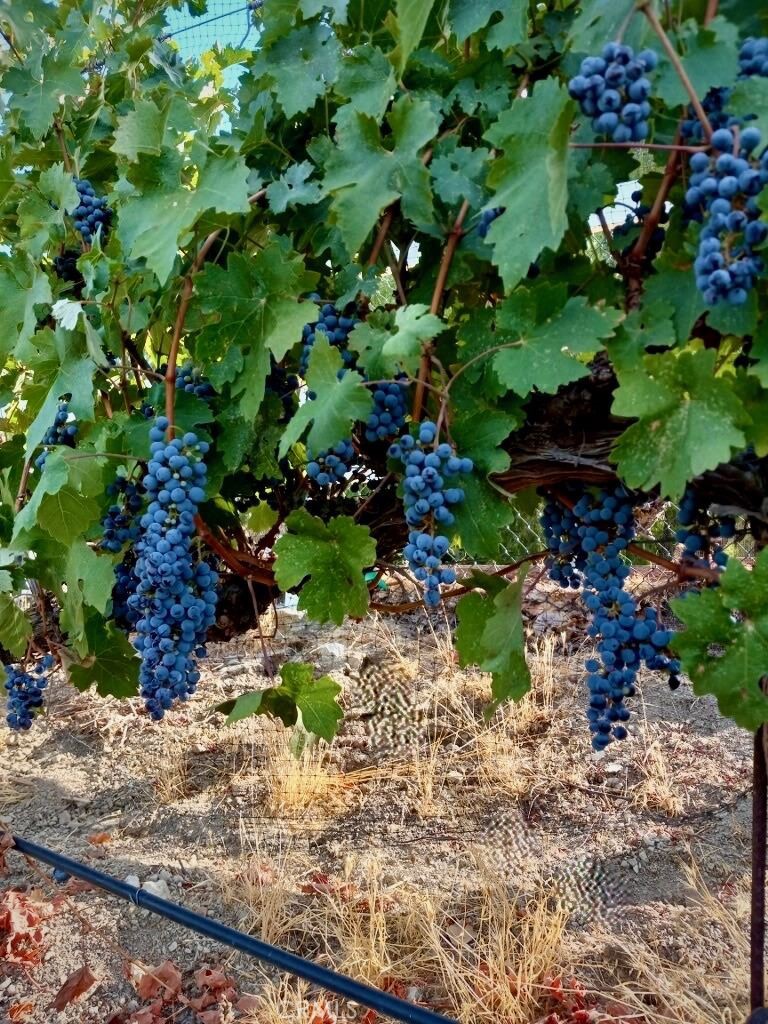 5558 Hoback Glen Road