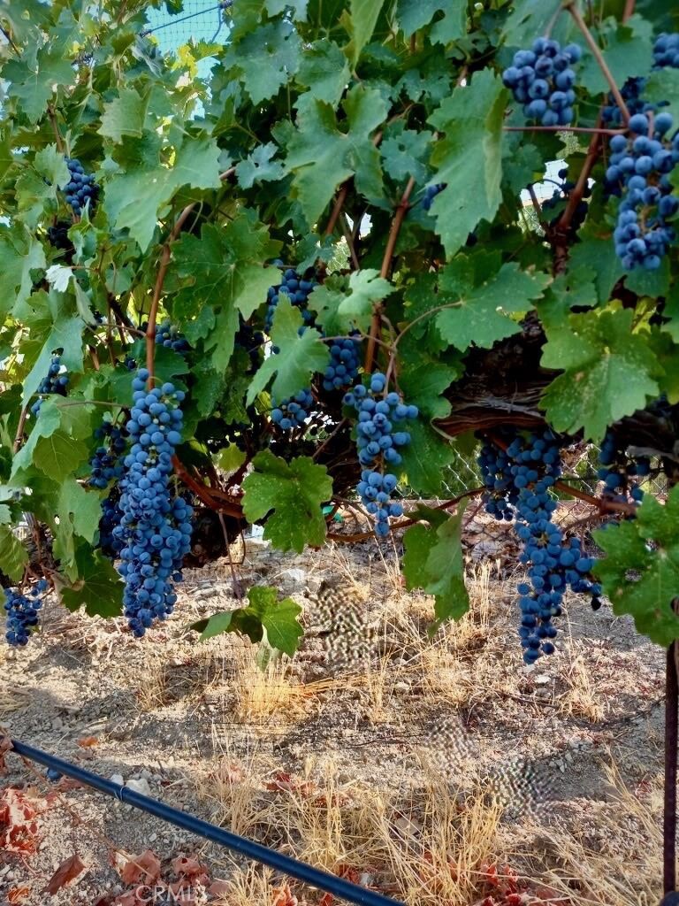 5558 Hoback Glen Road