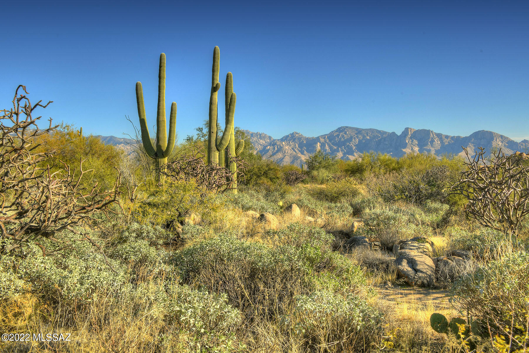 14451 N Giant Saguaro Place Unit: 32