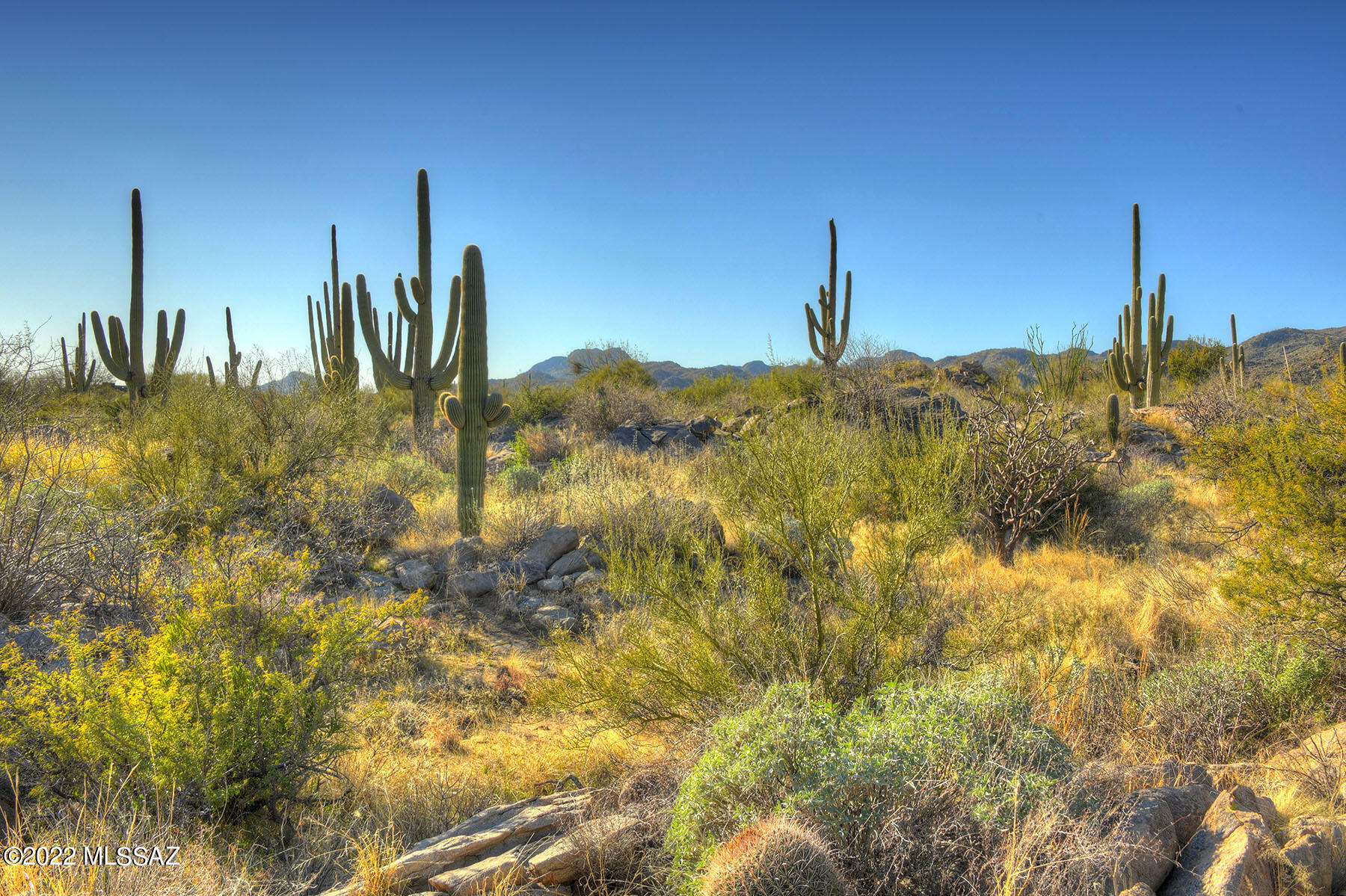 14451 N Giant Saguaro Place Unit: 32