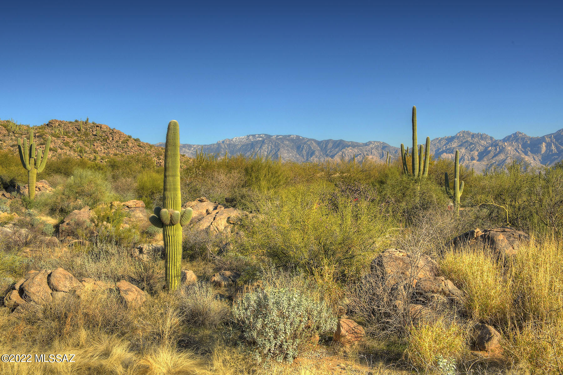 14451 N Giant Saguaro Place Unit: 32