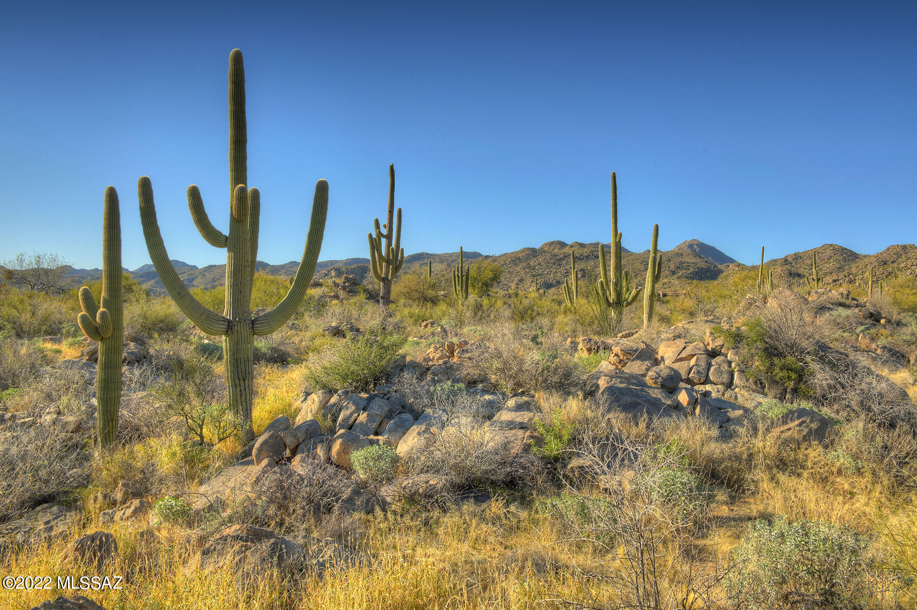 14451 N Giant Saguaro Place Unit: 32