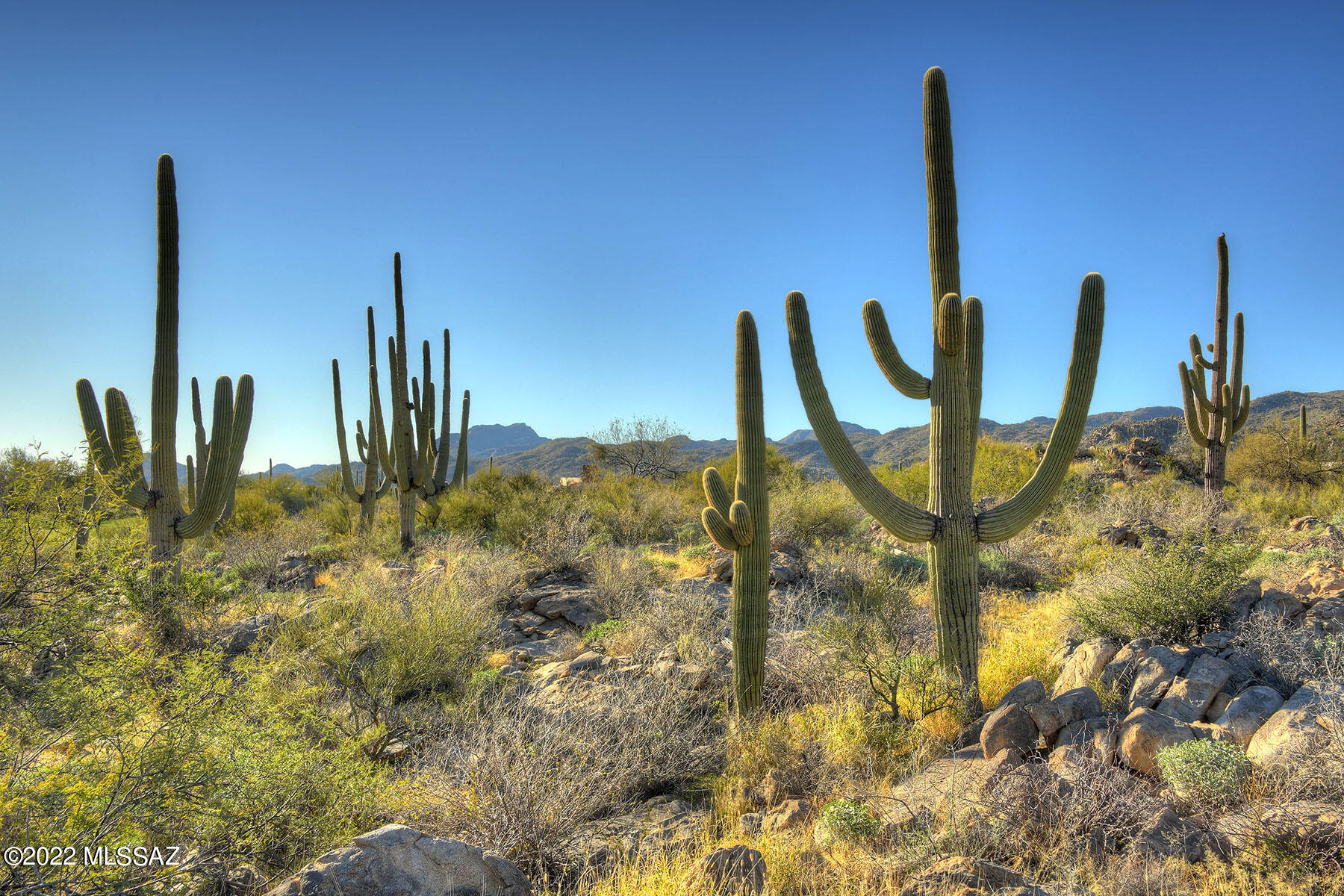 14451 N Giant Saguaro Place Unit: 32