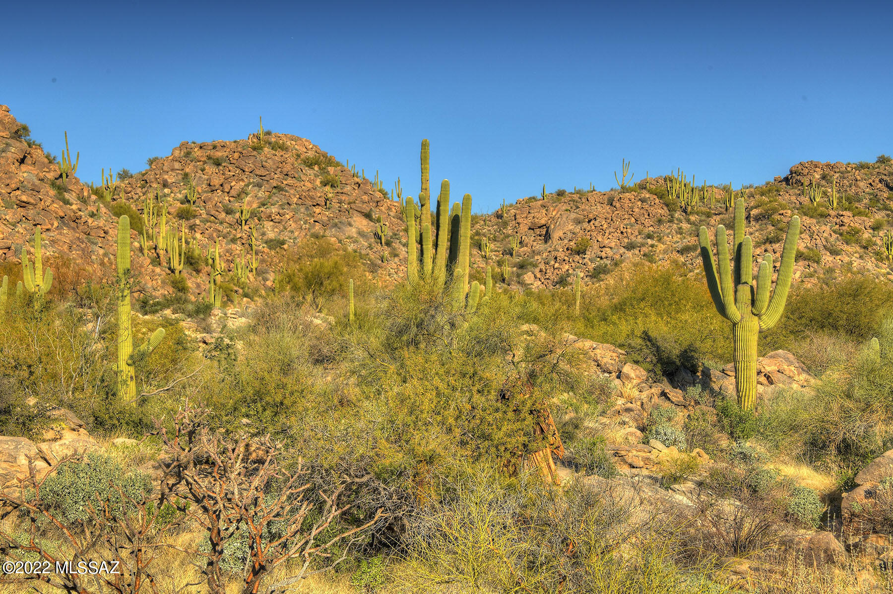 14451 N Giant Saguaro Place Unit: 32