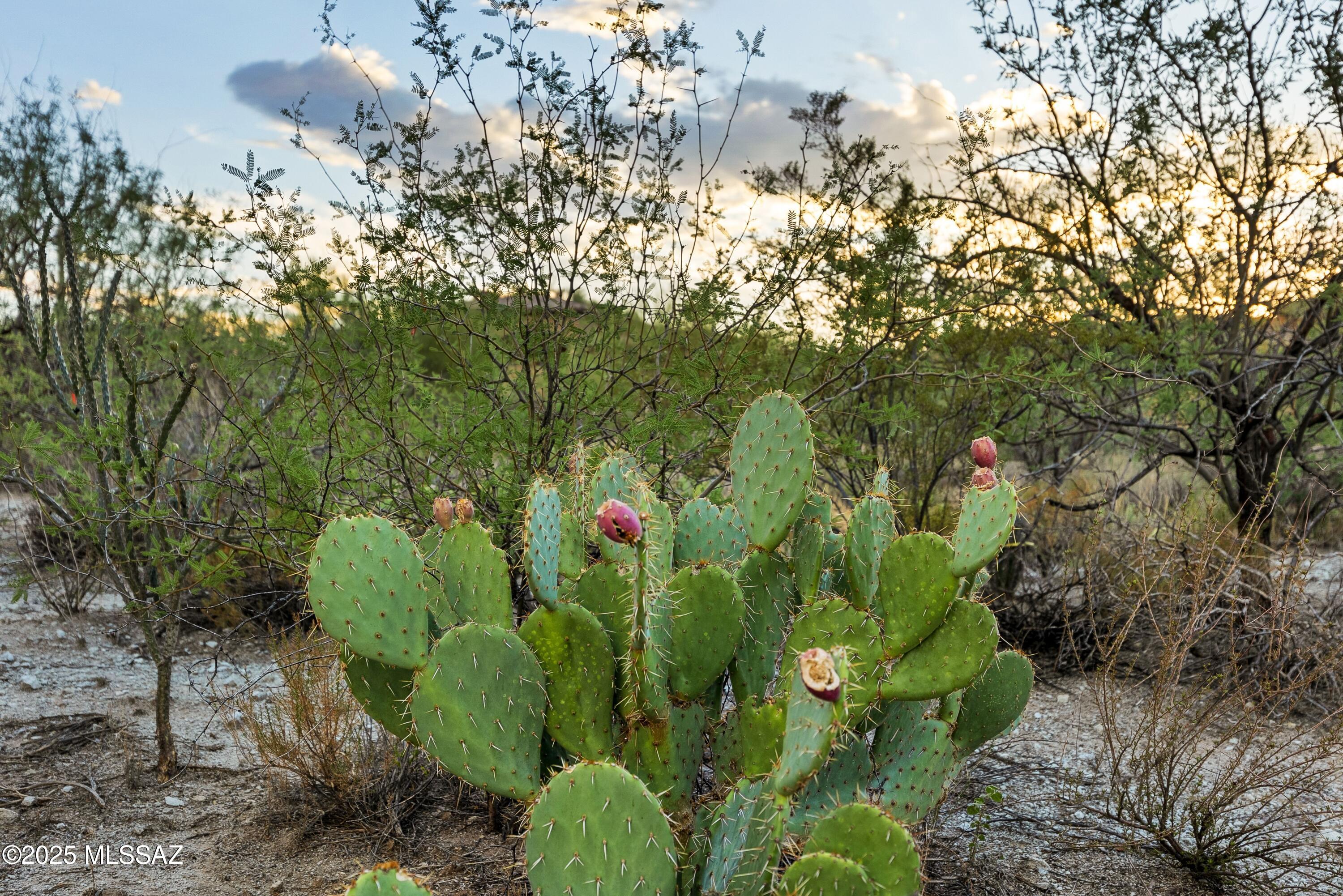 1079 W Tortolita Mountain Ci Circle W Unit: 170