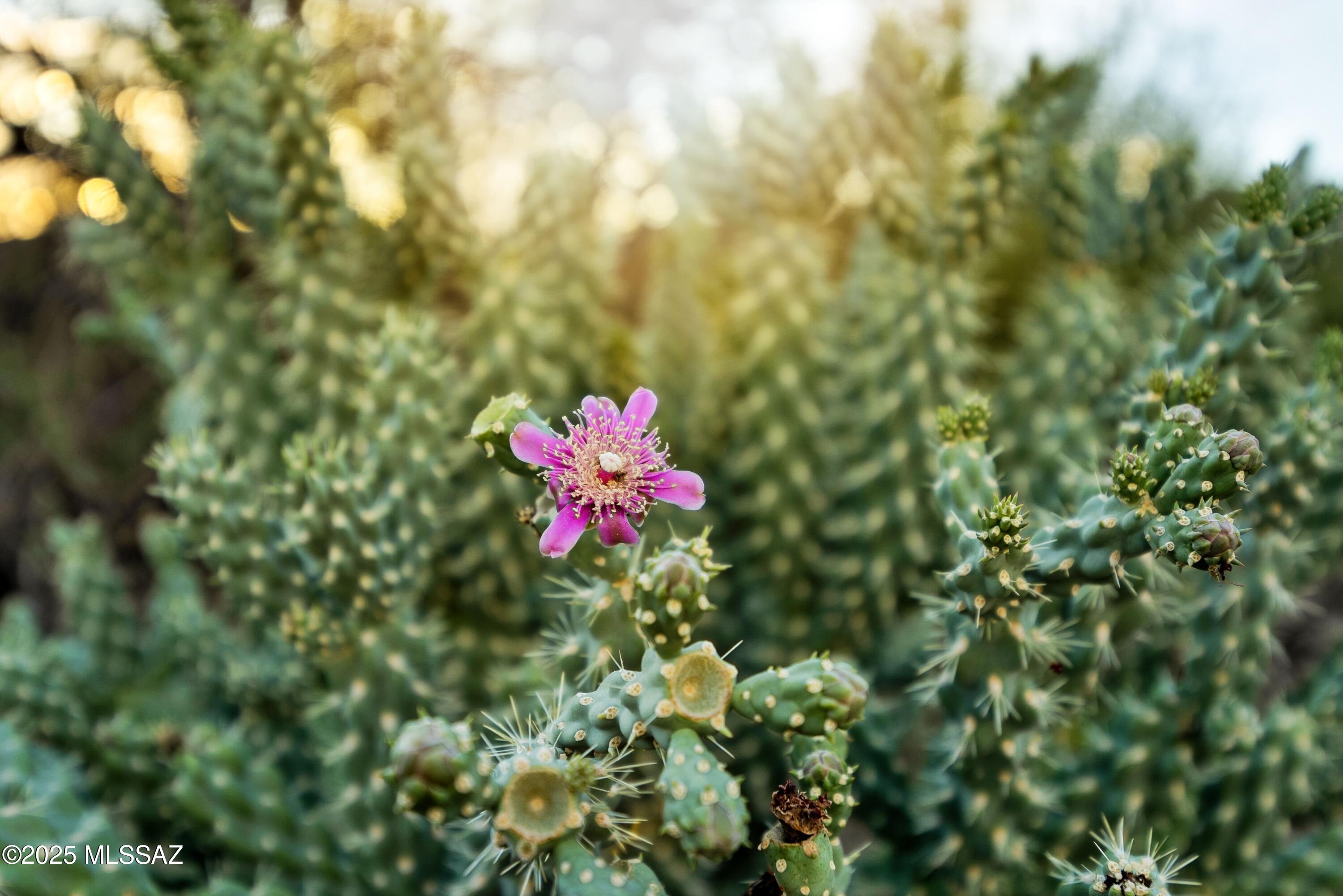 1079 W Tortolita Mountain Ci Circle W Unit: 170