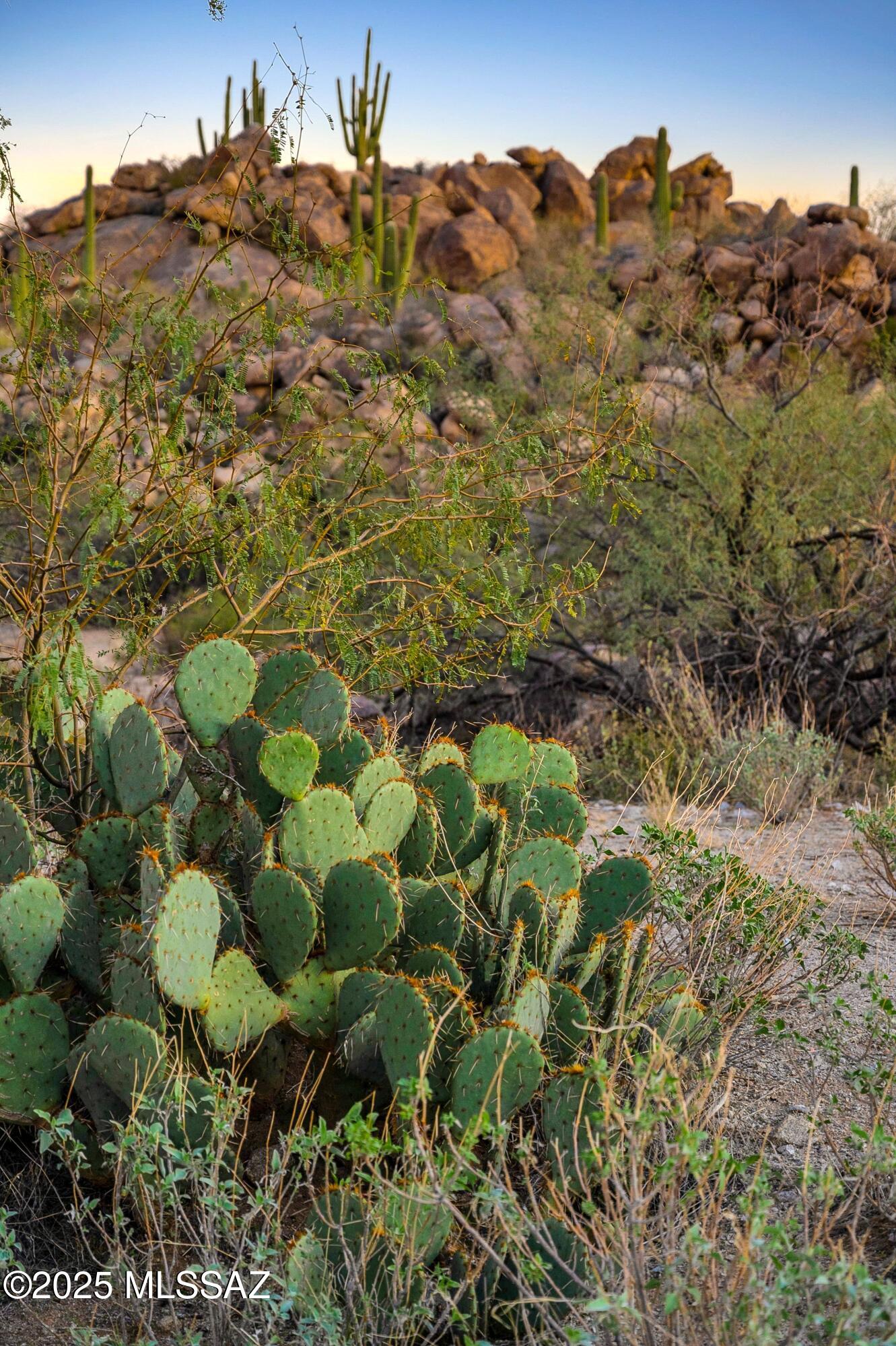 1484 W Tortolita Mountain Circle 294