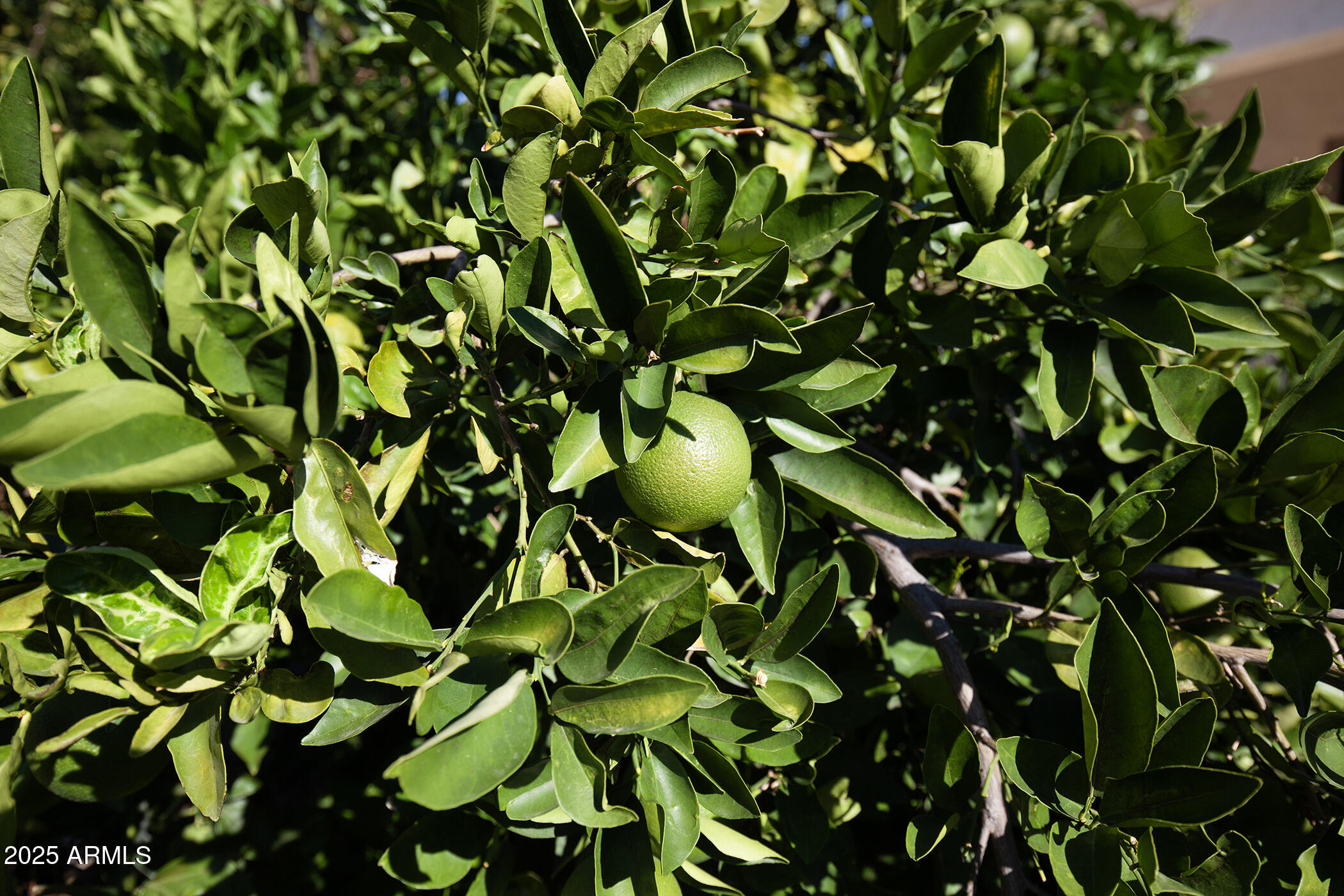 20412 N 268TH Avenue