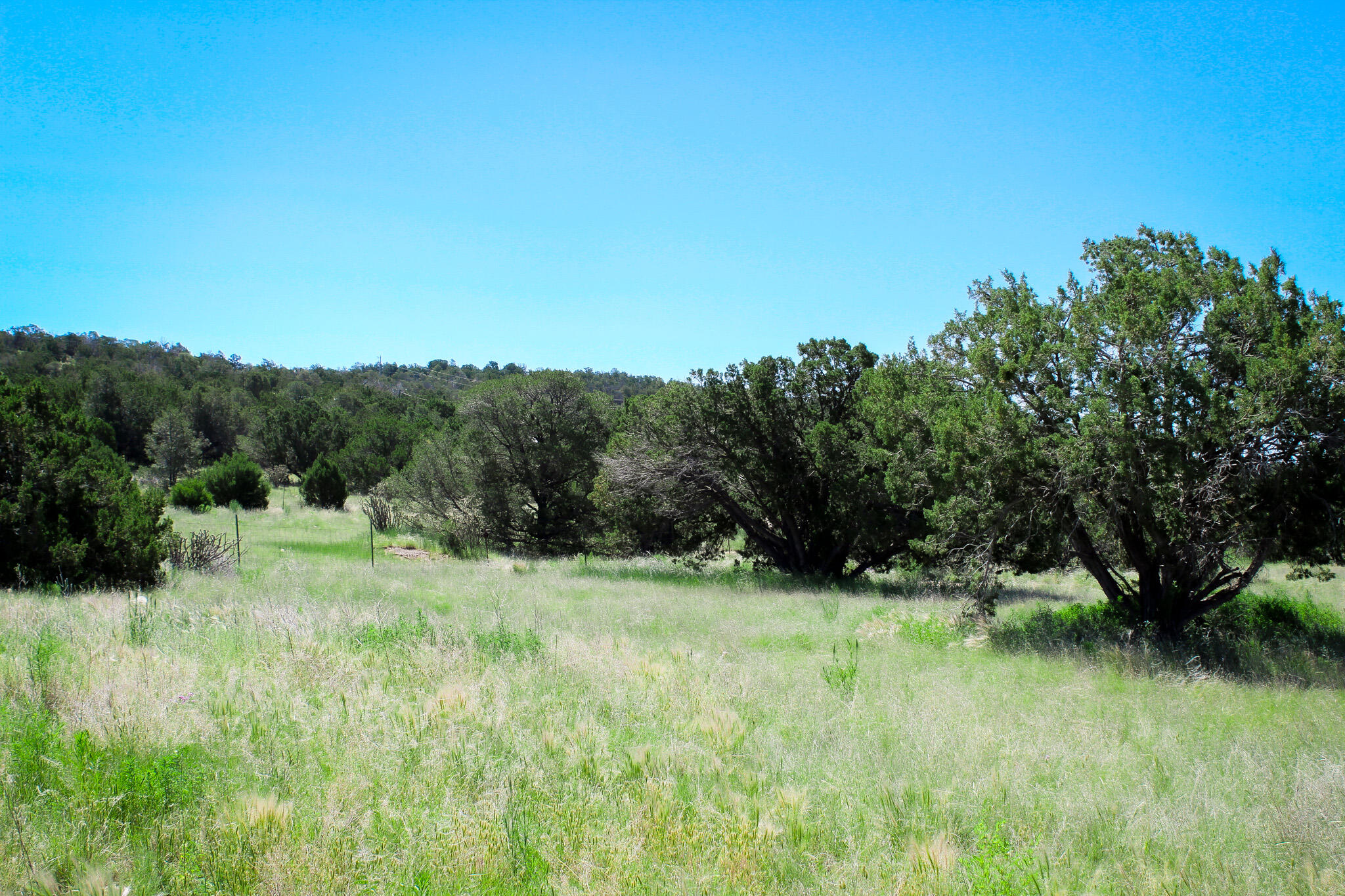 246 Cedar Lane Drive