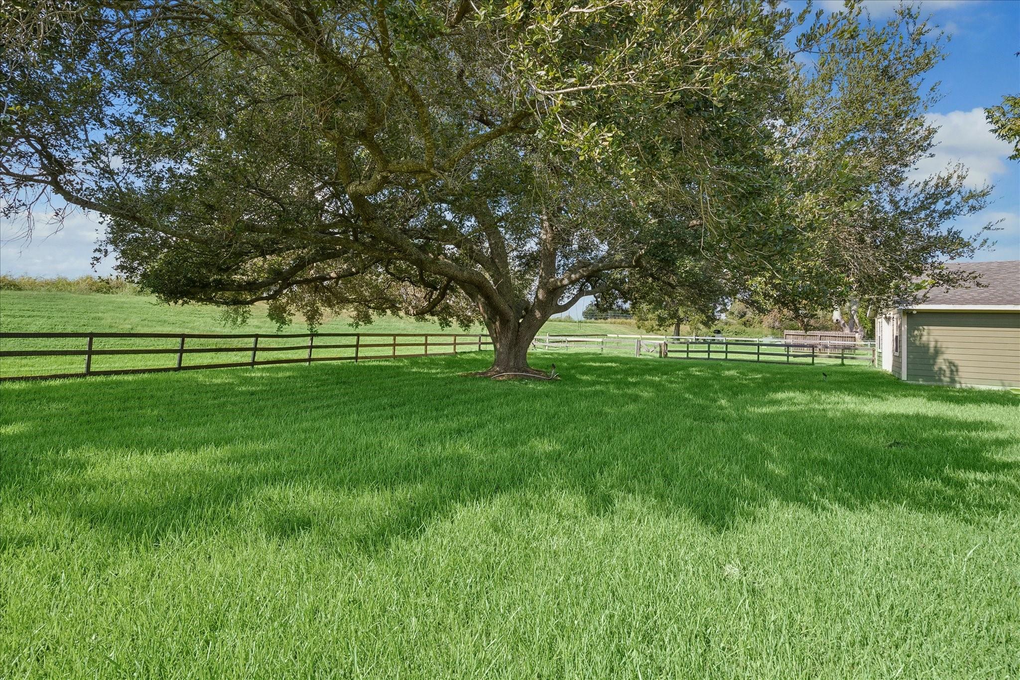 Grassy yard with a large spreading oak tree, rail fence, and outbuilding.