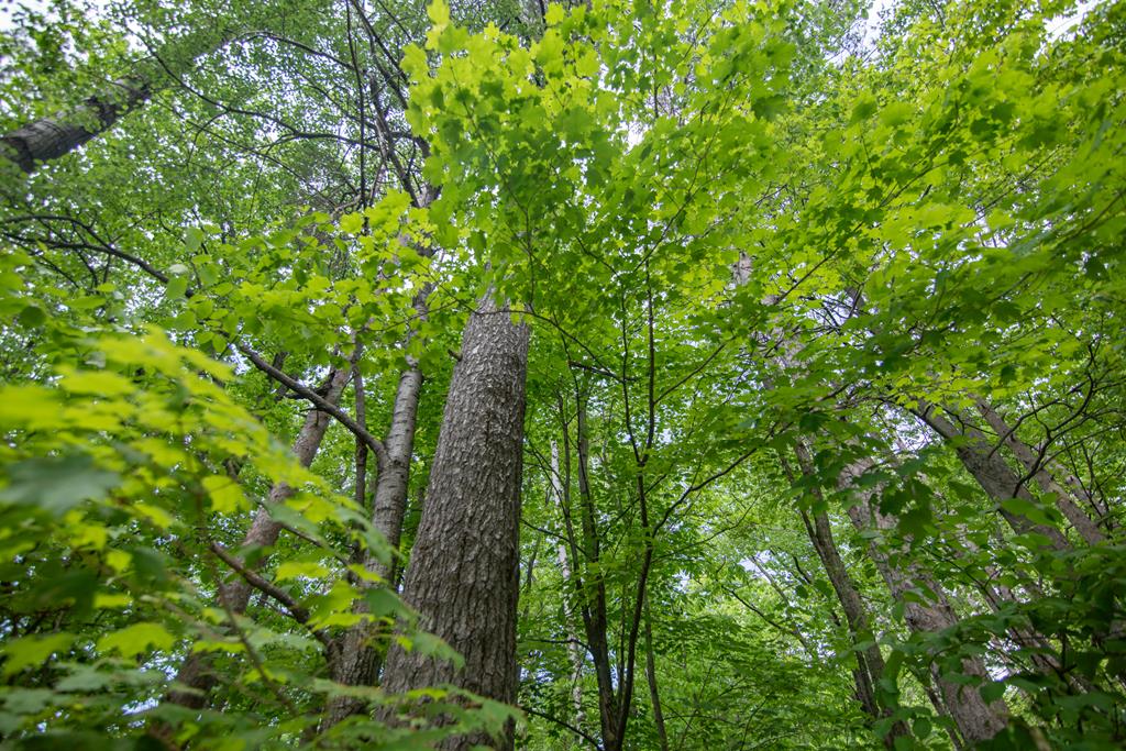 TBD Pine Tree Rd