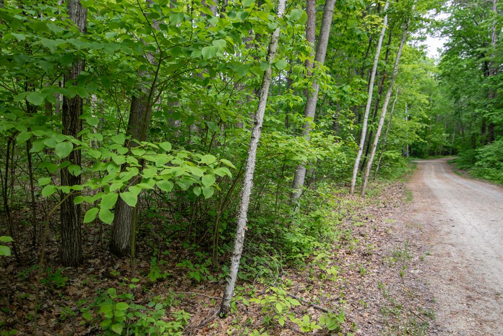 TBD Pine Tree Rd