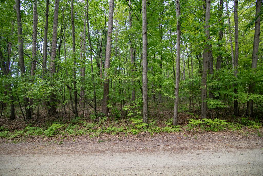 TBD Pine Tree Rd