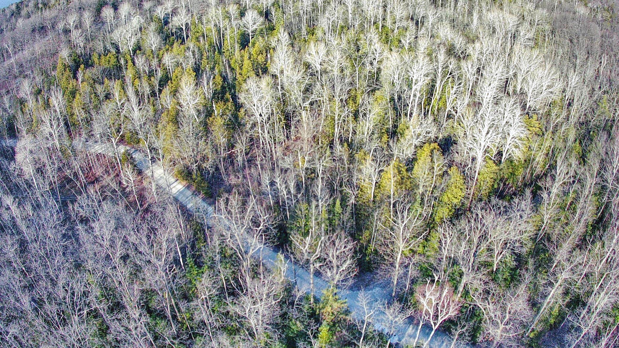 BIRCH Lane
