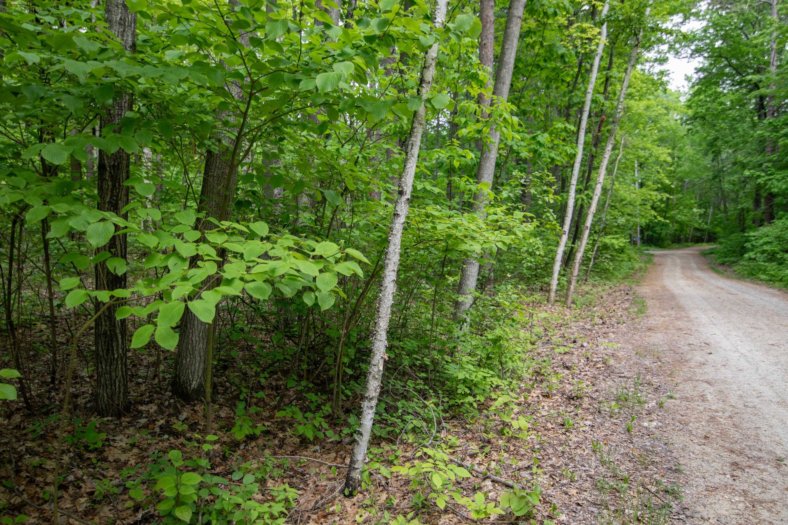 PINE TREE Road