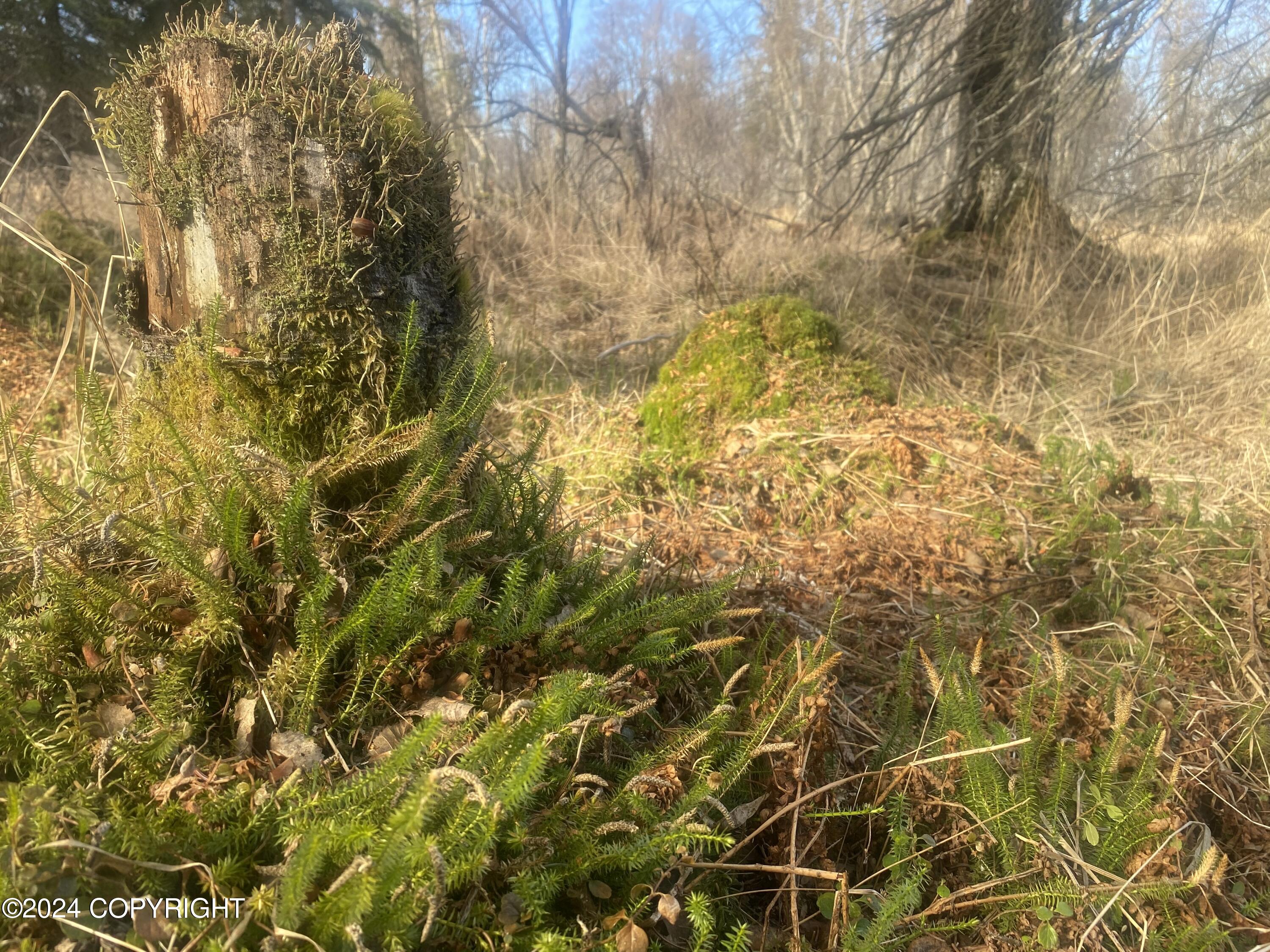 72380 Sterling Highway