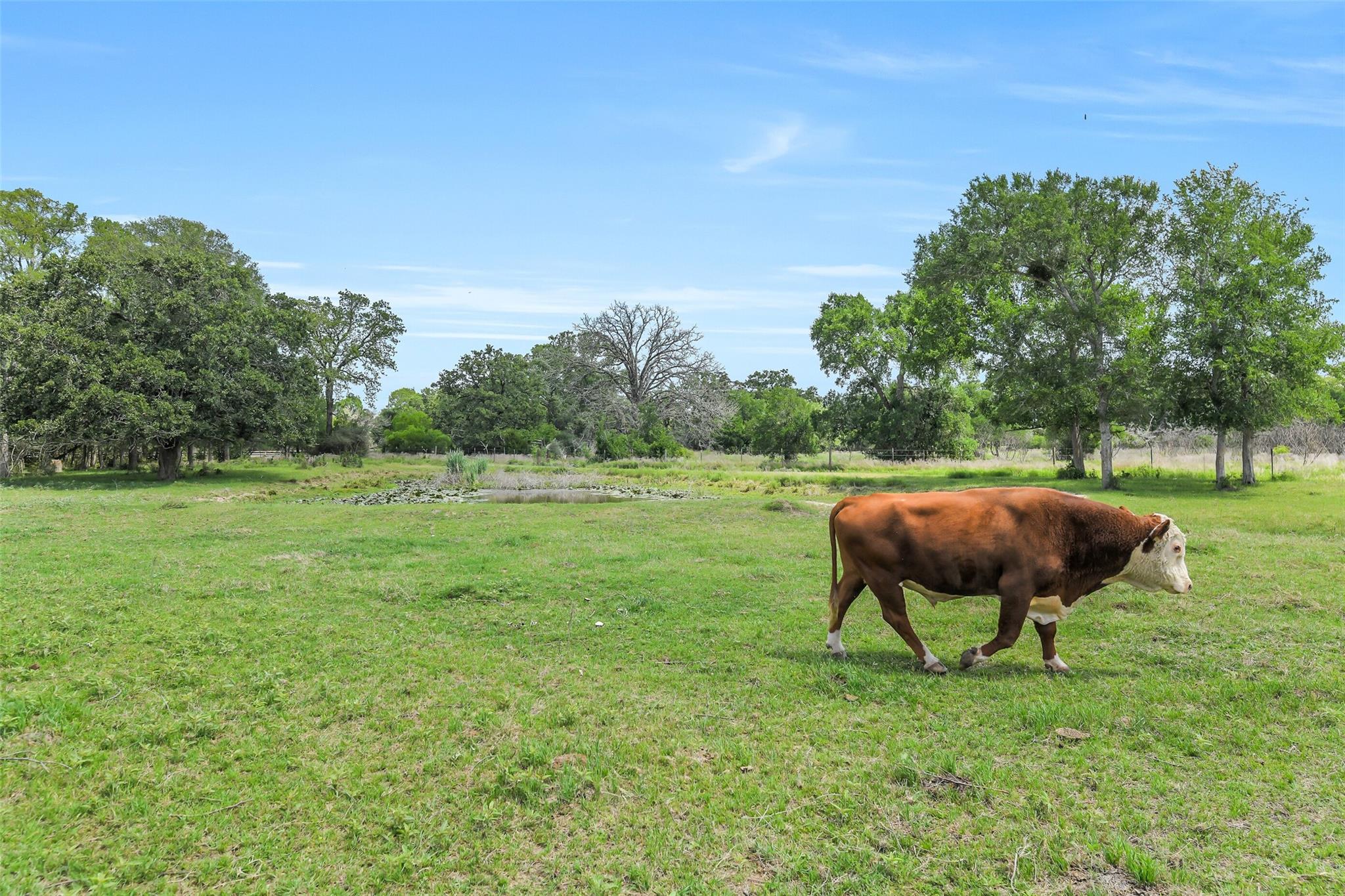 41545 Fm 3346 Road