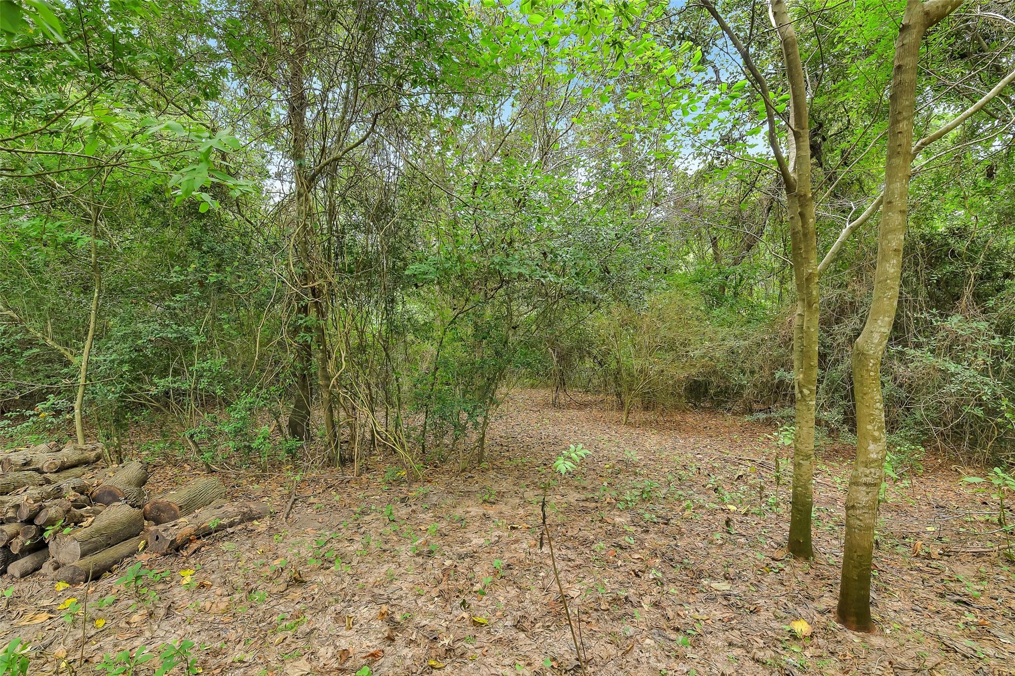 Wooded property lot with a leaf-covered clearing and a pile of cut logs.