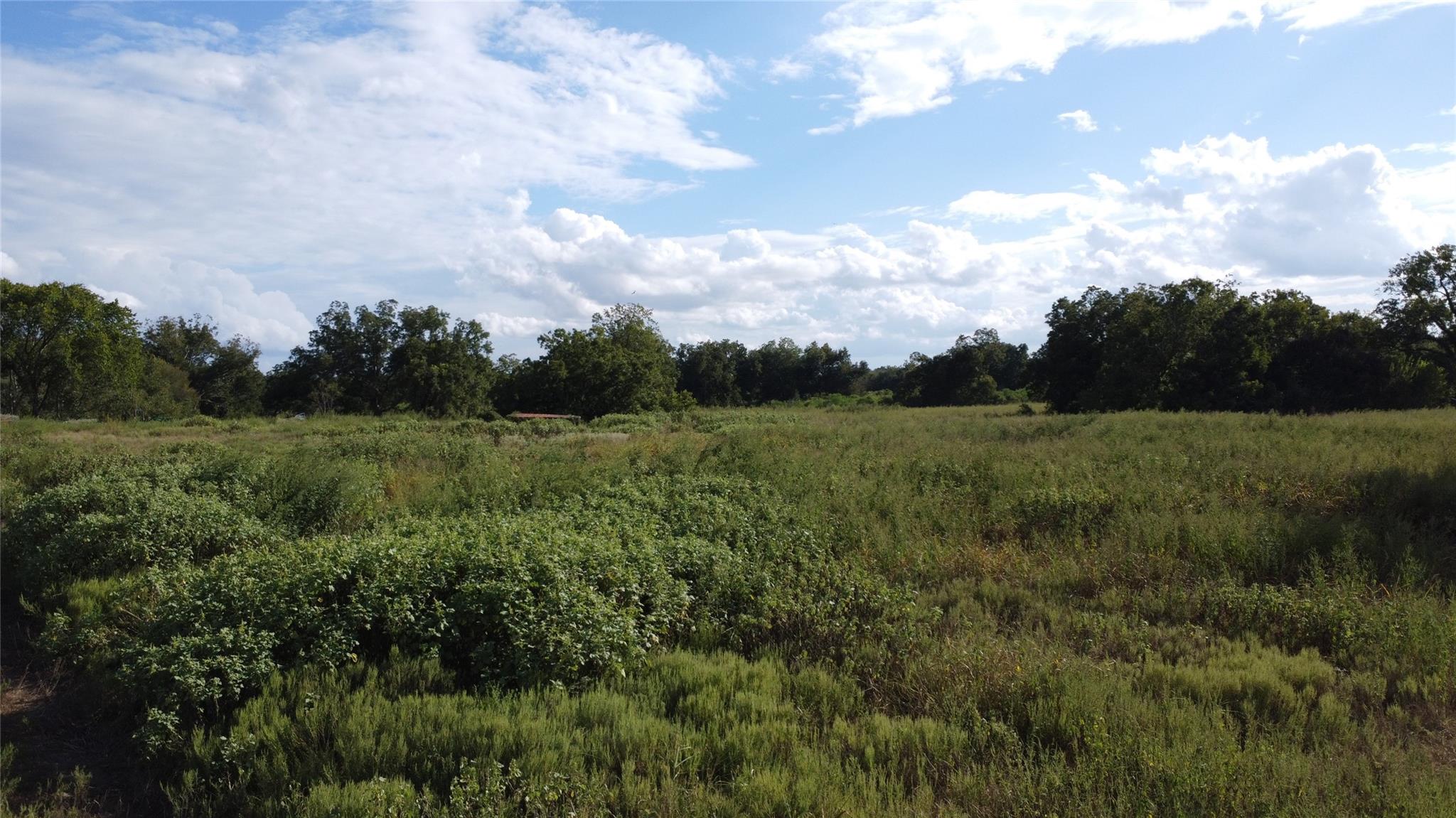 Open grassy land with thick foreground brush and a tree-lined horizon.