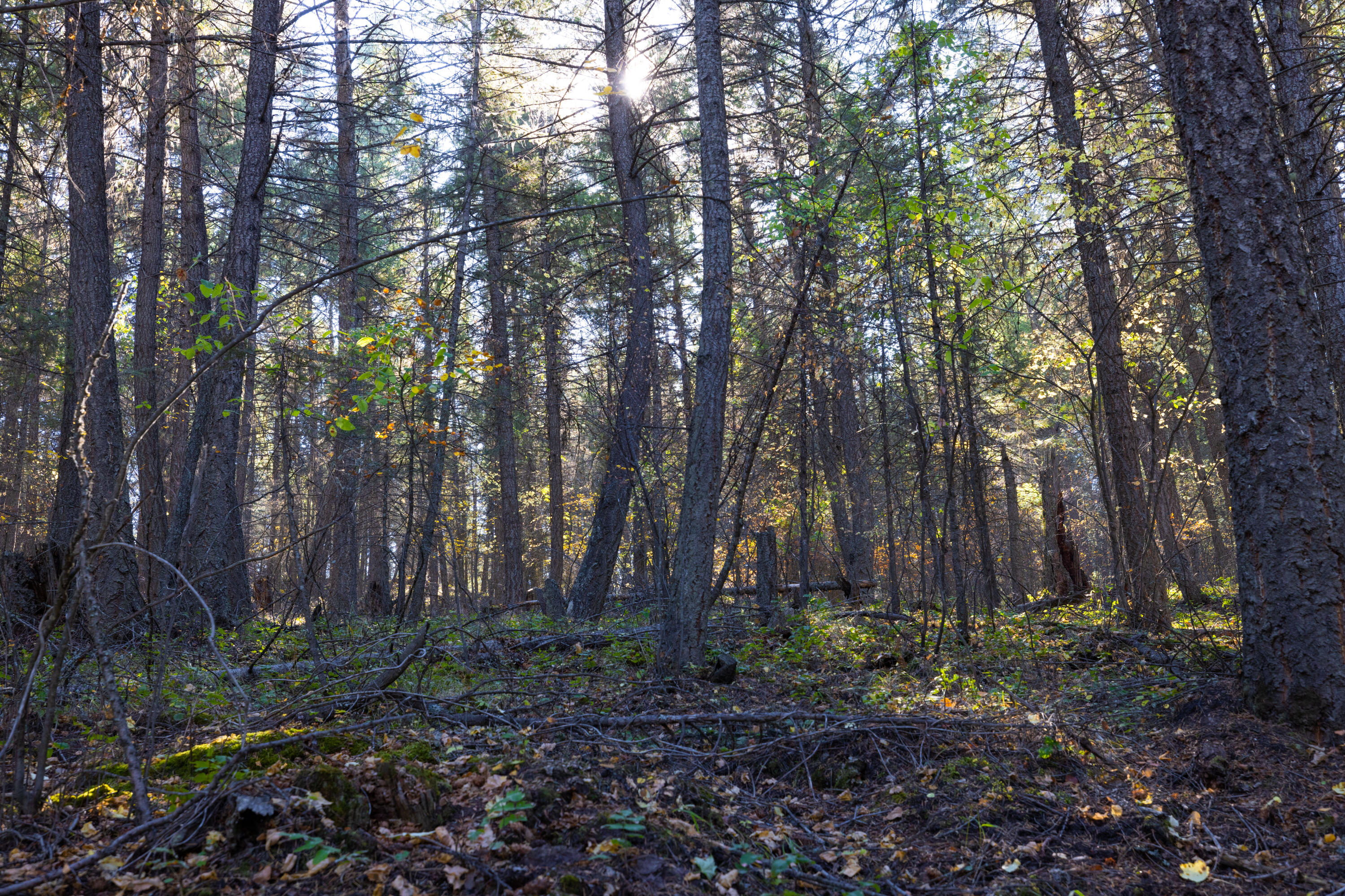 Nhn Gut Creek Road