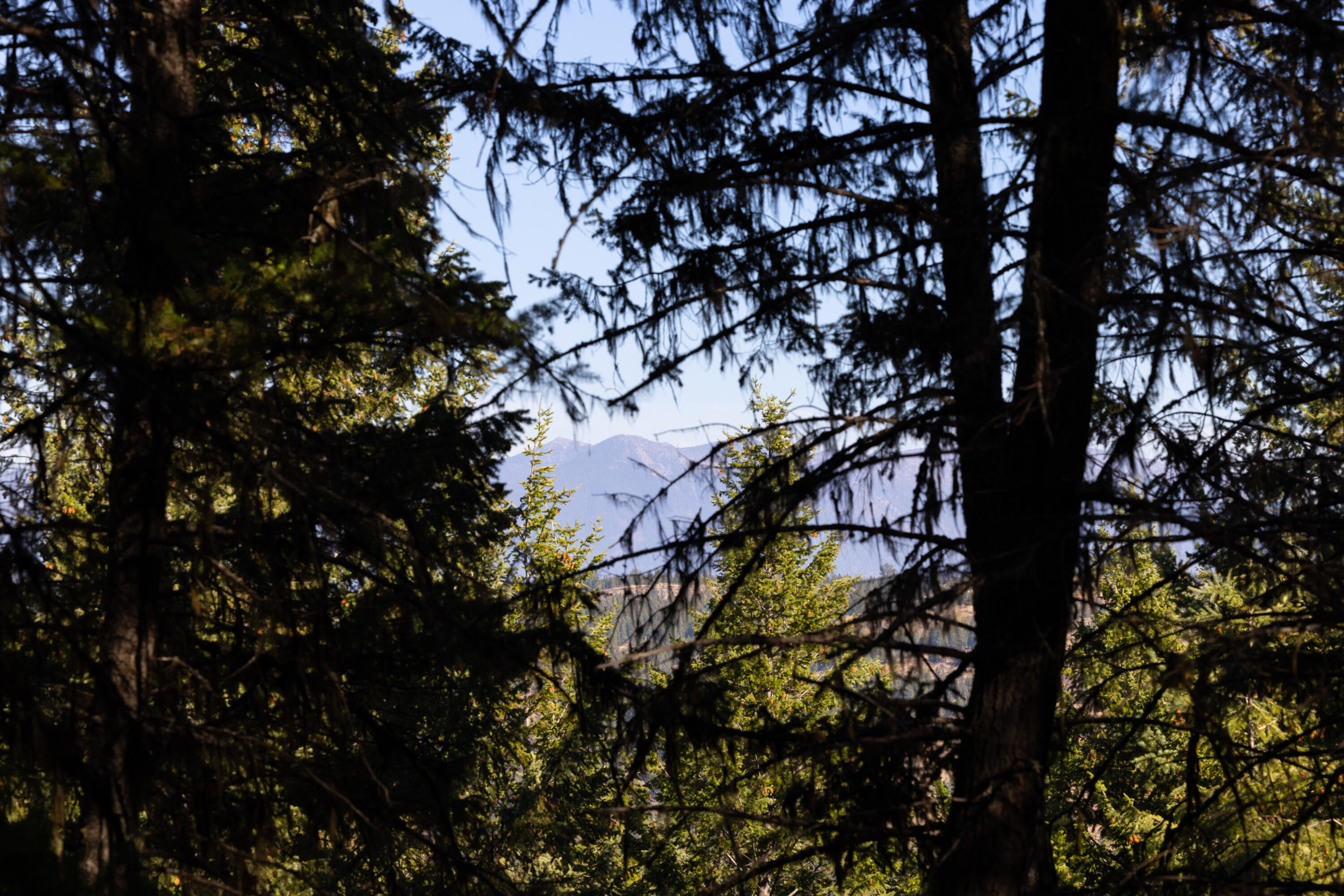 Nhn Gut Creek Road