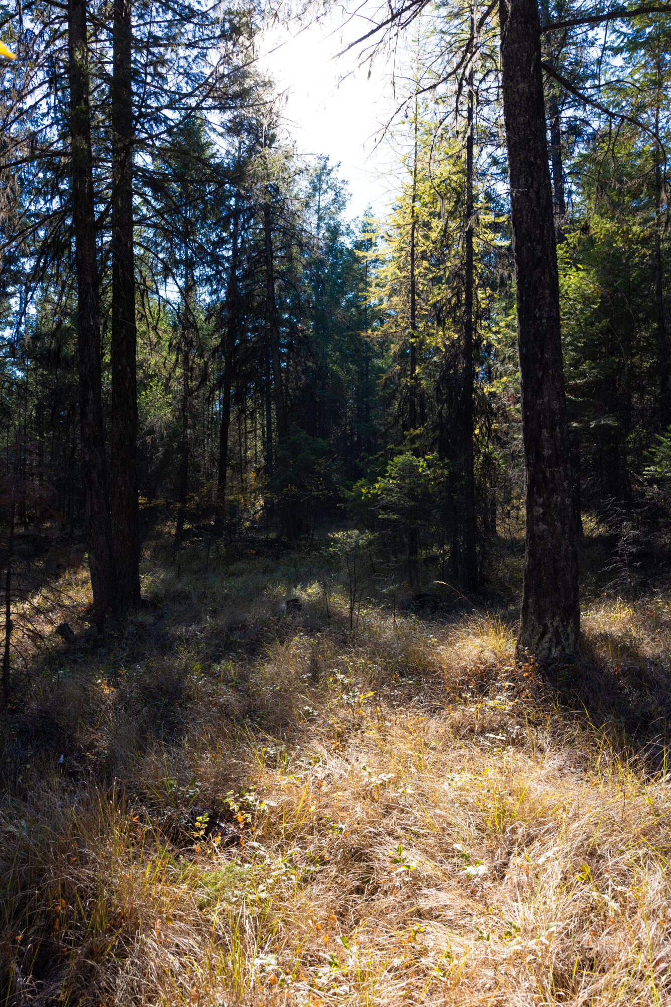Nhn Gut Creek Road