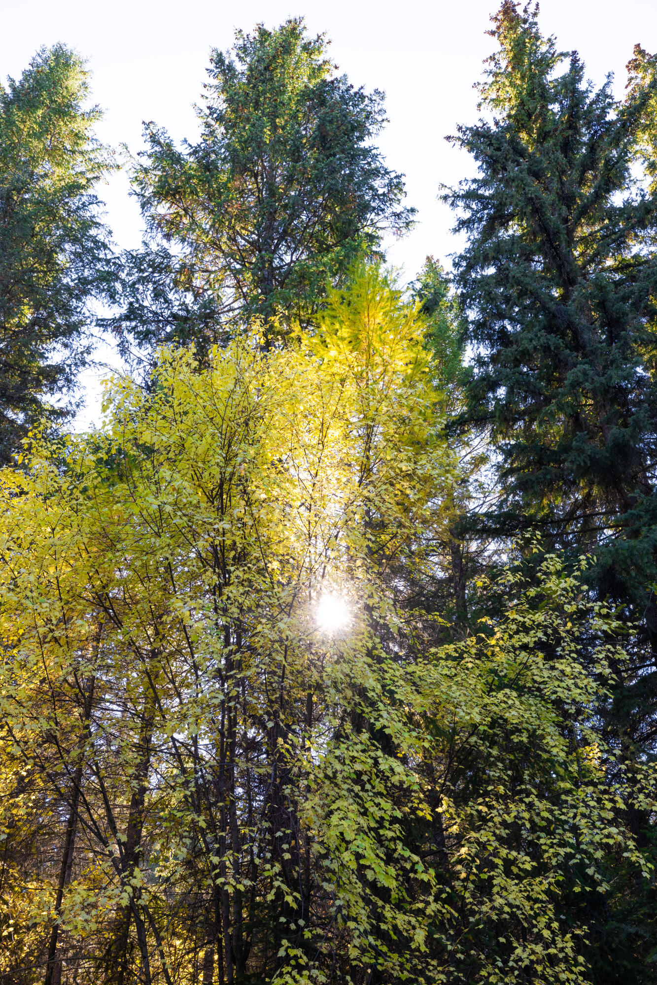 Nhn Gut Creek Road