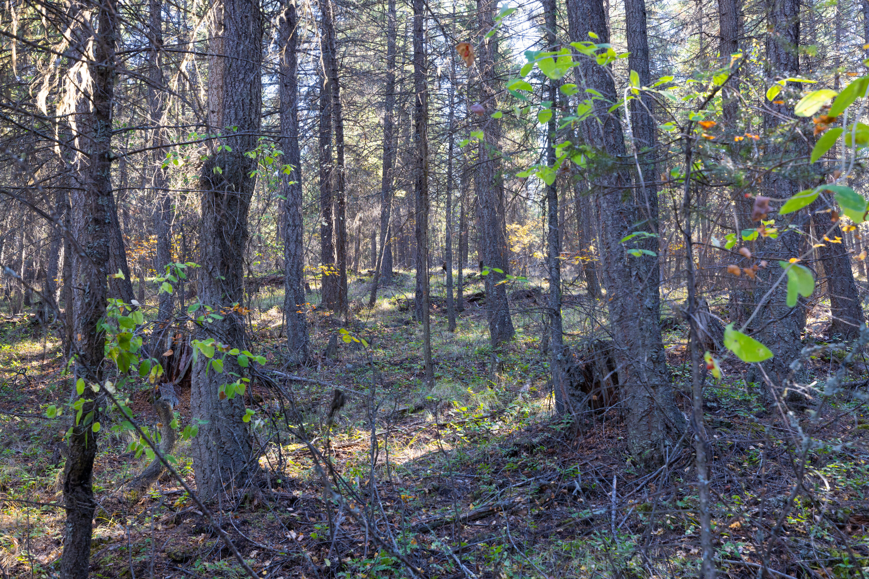 Nhn Gut Creek Road