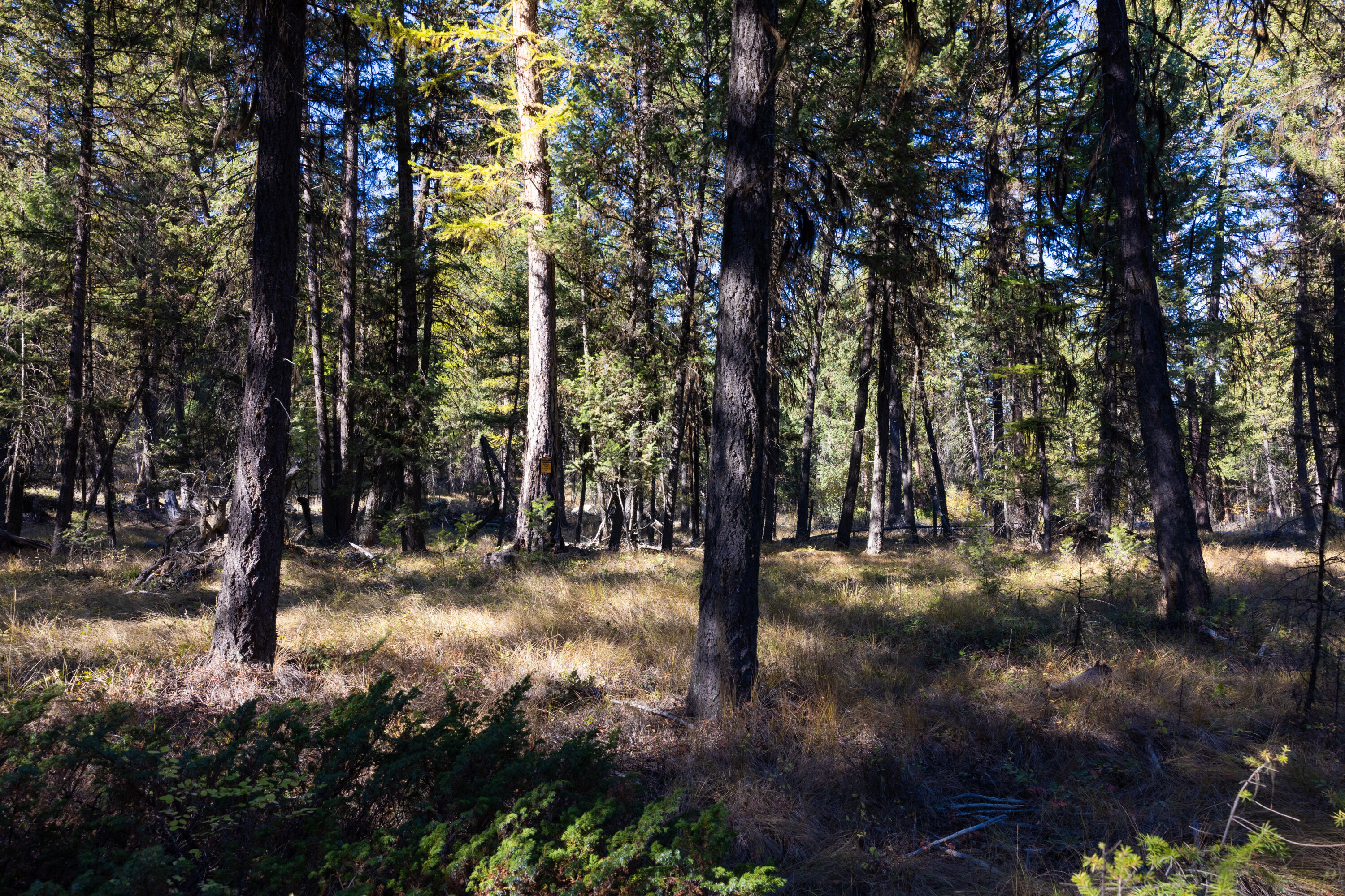Nhn Gut Creek Road