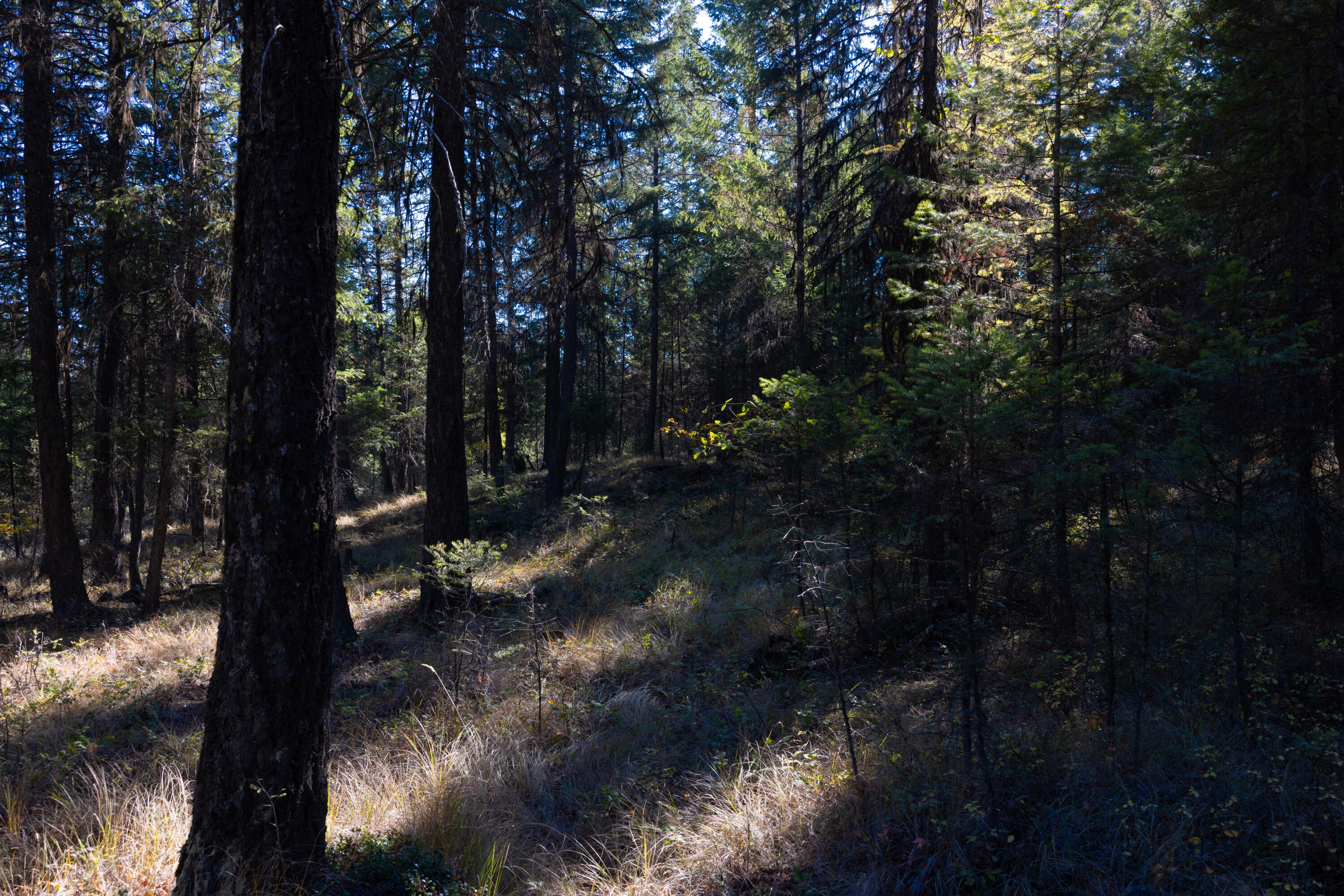 Nhn Gut Creek Road