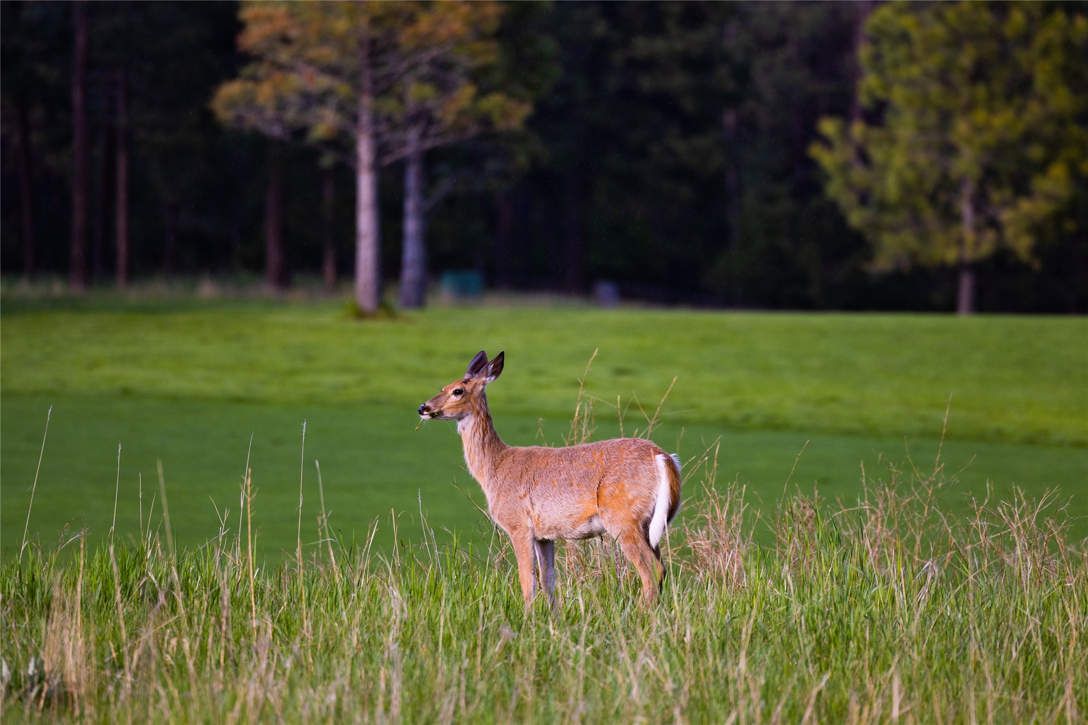 242 Glacier Peaks Road