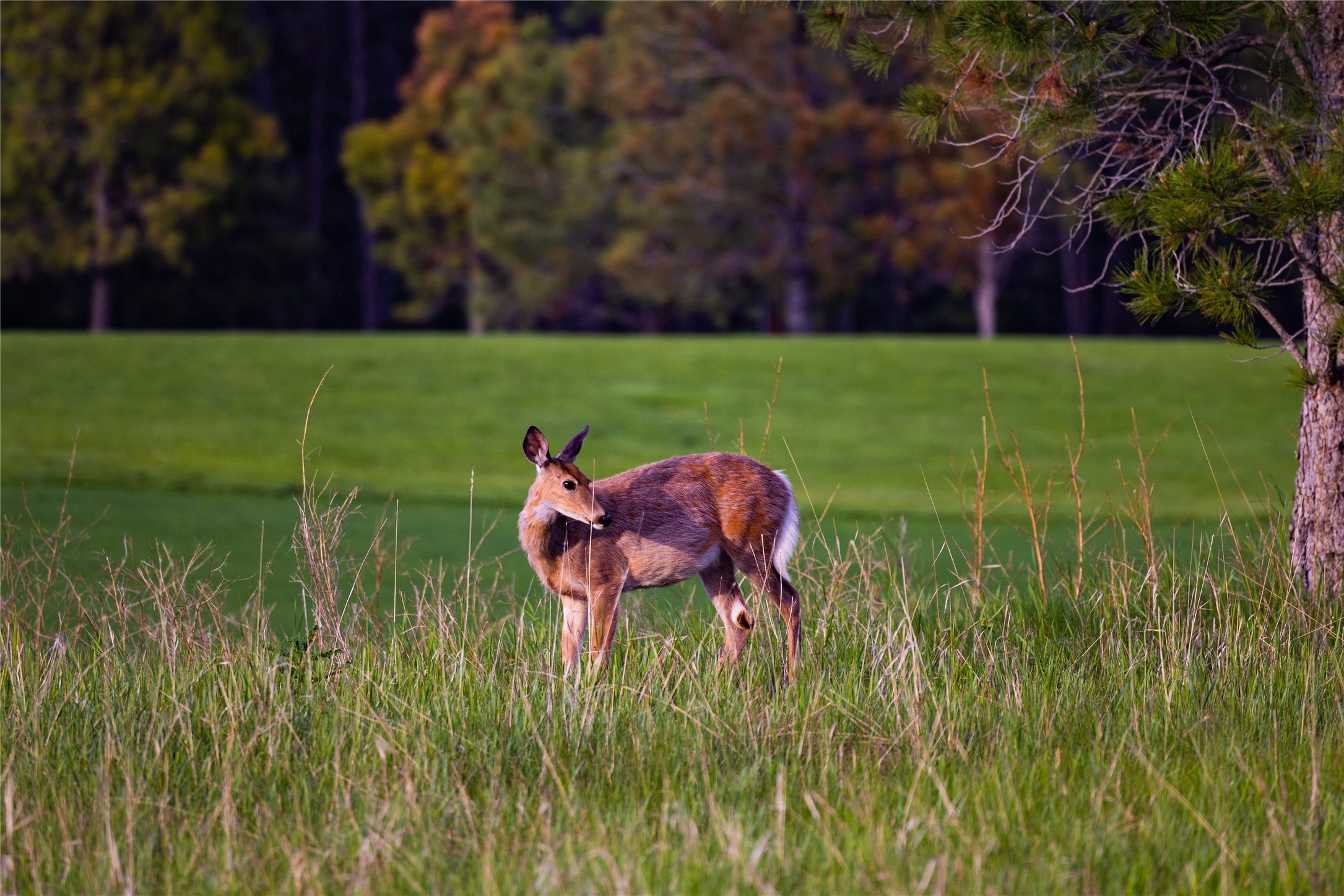 242 Glacier Peaks Road