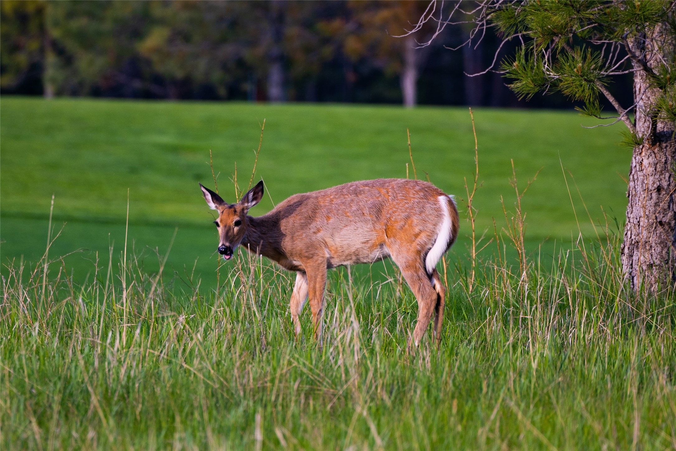 242 Glacier Peaks Road
