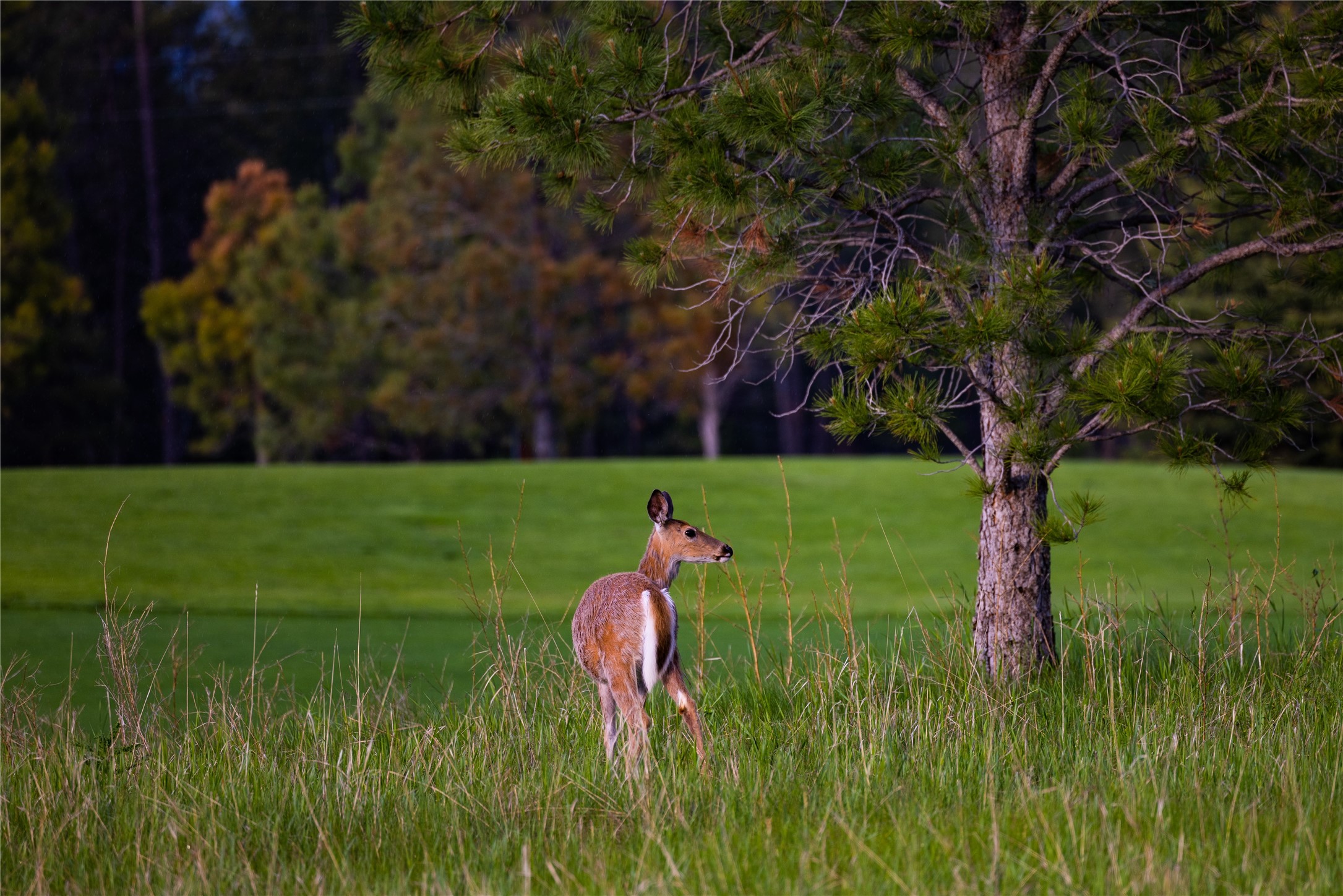 242 Glacier Peaks Road
