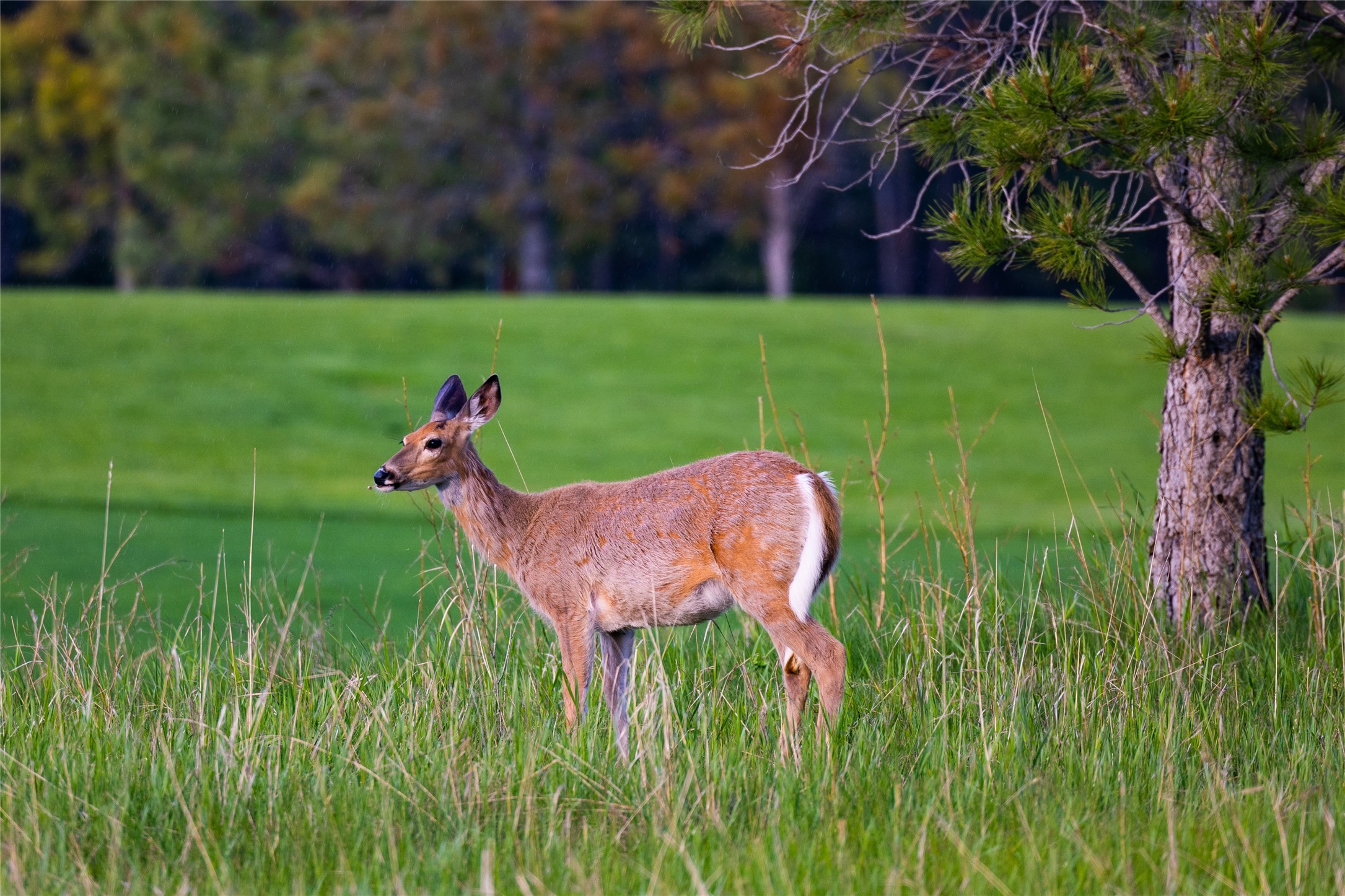 242 Glacier Peaks Road