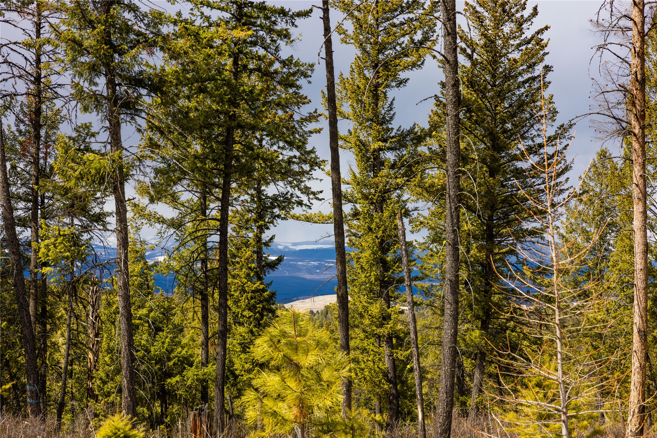 1243 Tobacco Valley View Road