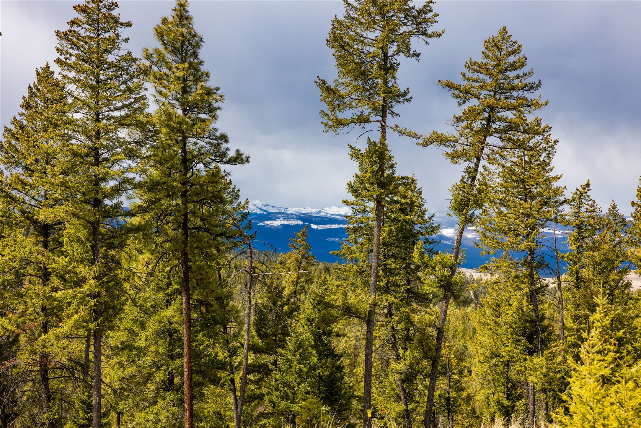 1243 Tobacco Valley View Road